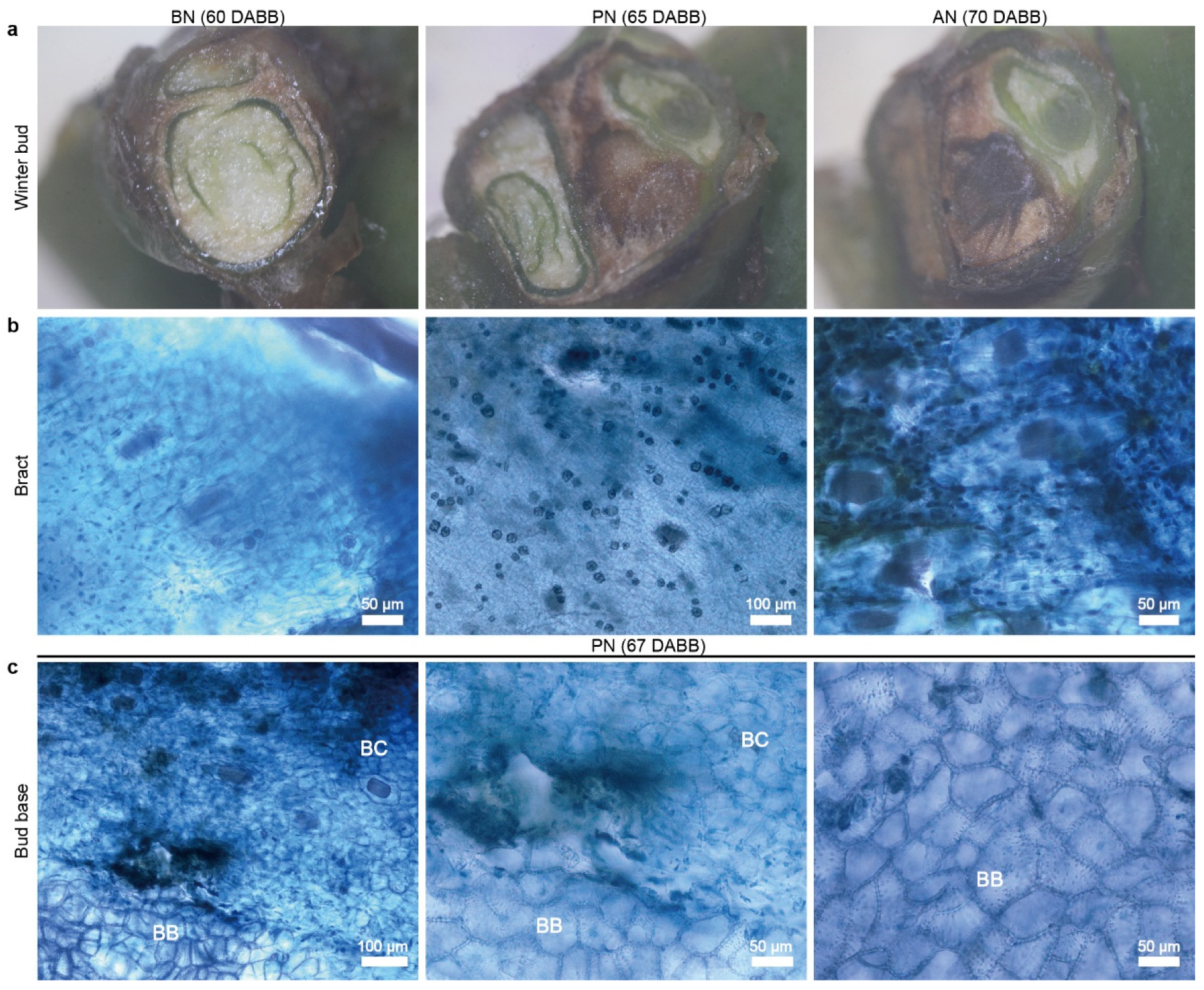 Ijms 24 10410 g001 Ijms 24 10410 g001