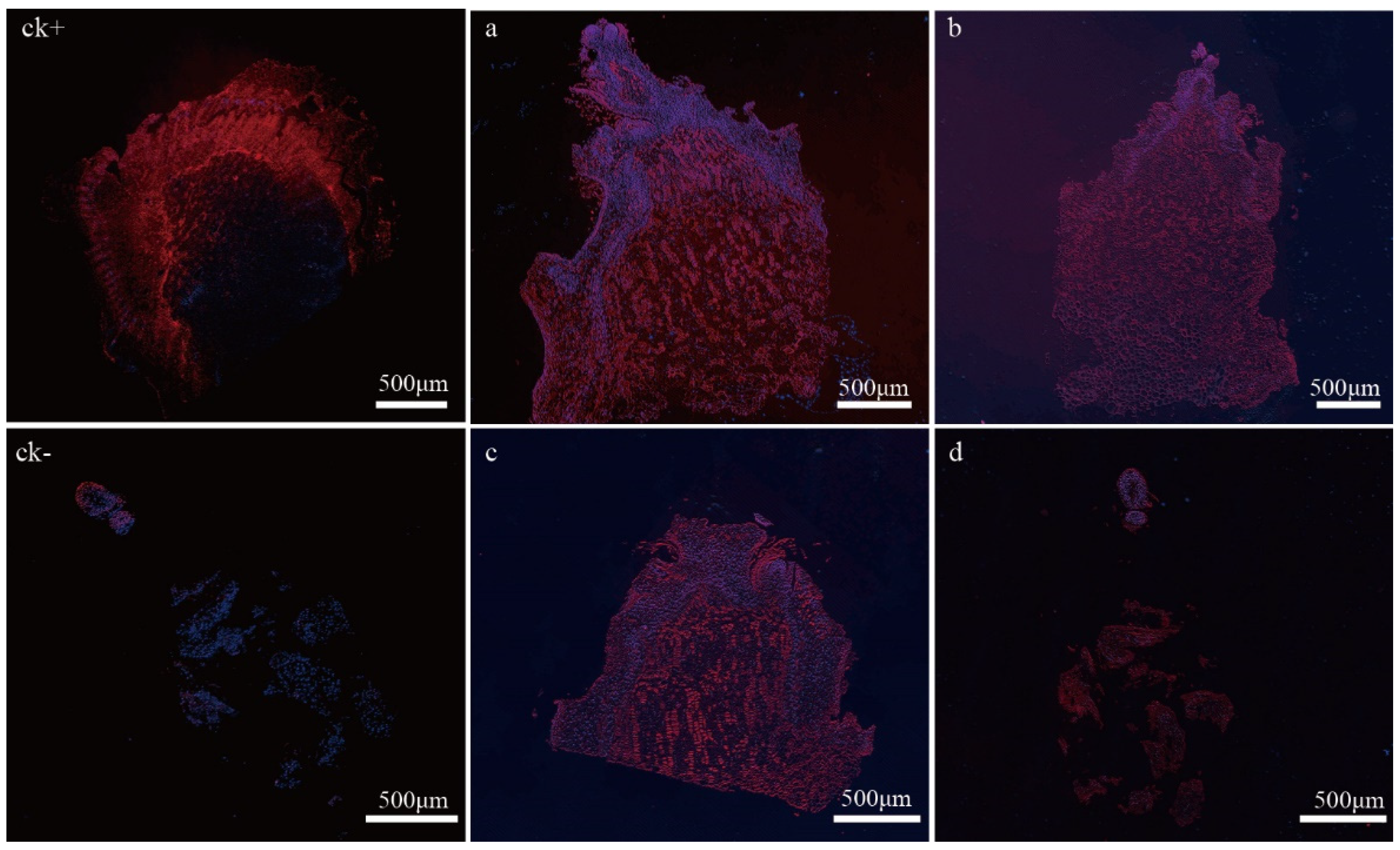 Ijms 24 10410 g002 Ijms 24 10410 g002