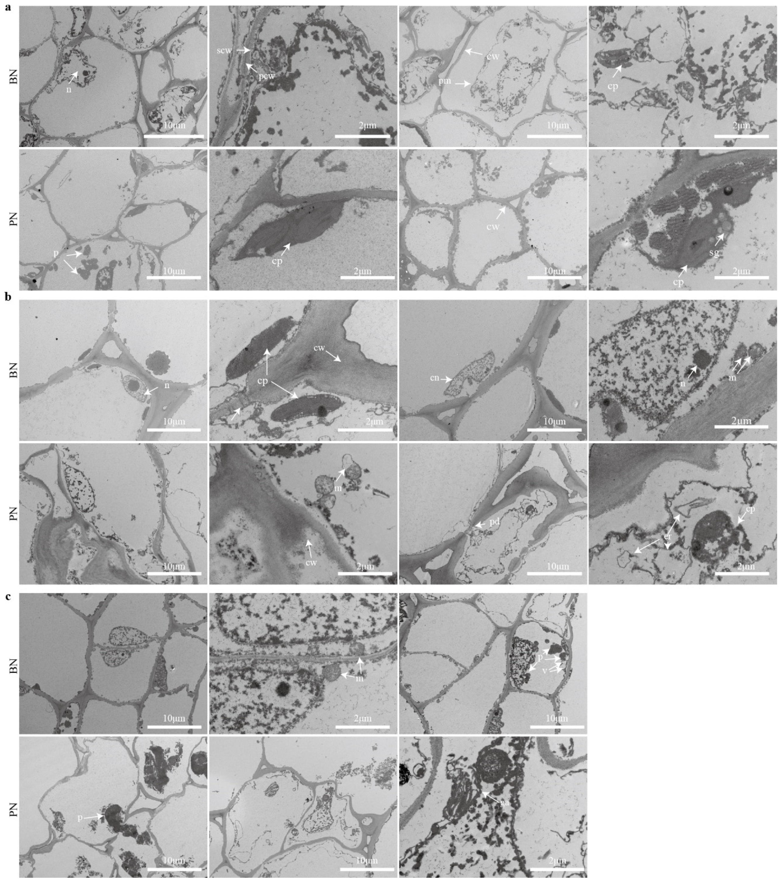 Ijms 24 10410 g003 Ijms 24 10410 g003