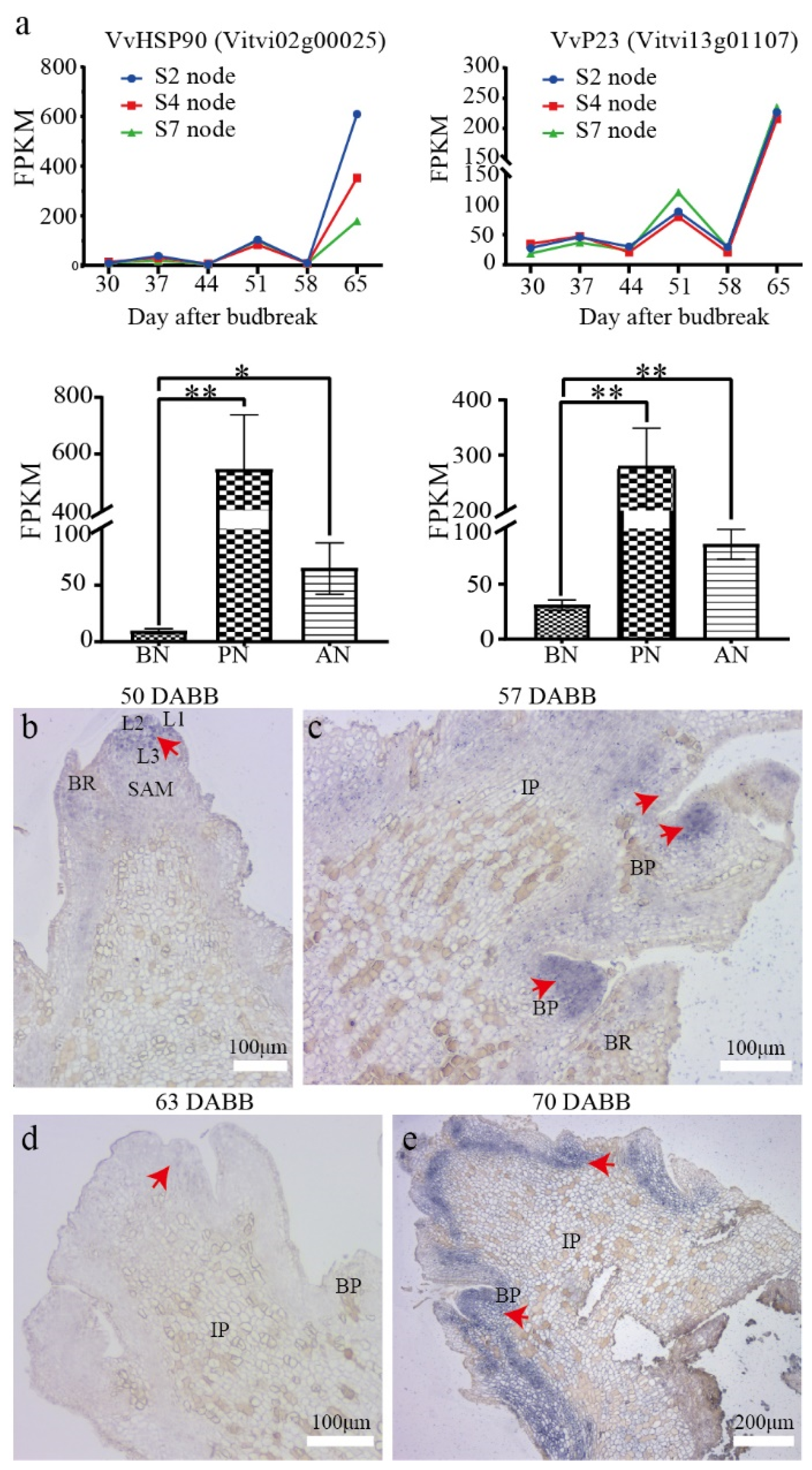 Ijms 24 10410 g008 Ijms 24 10410 g008