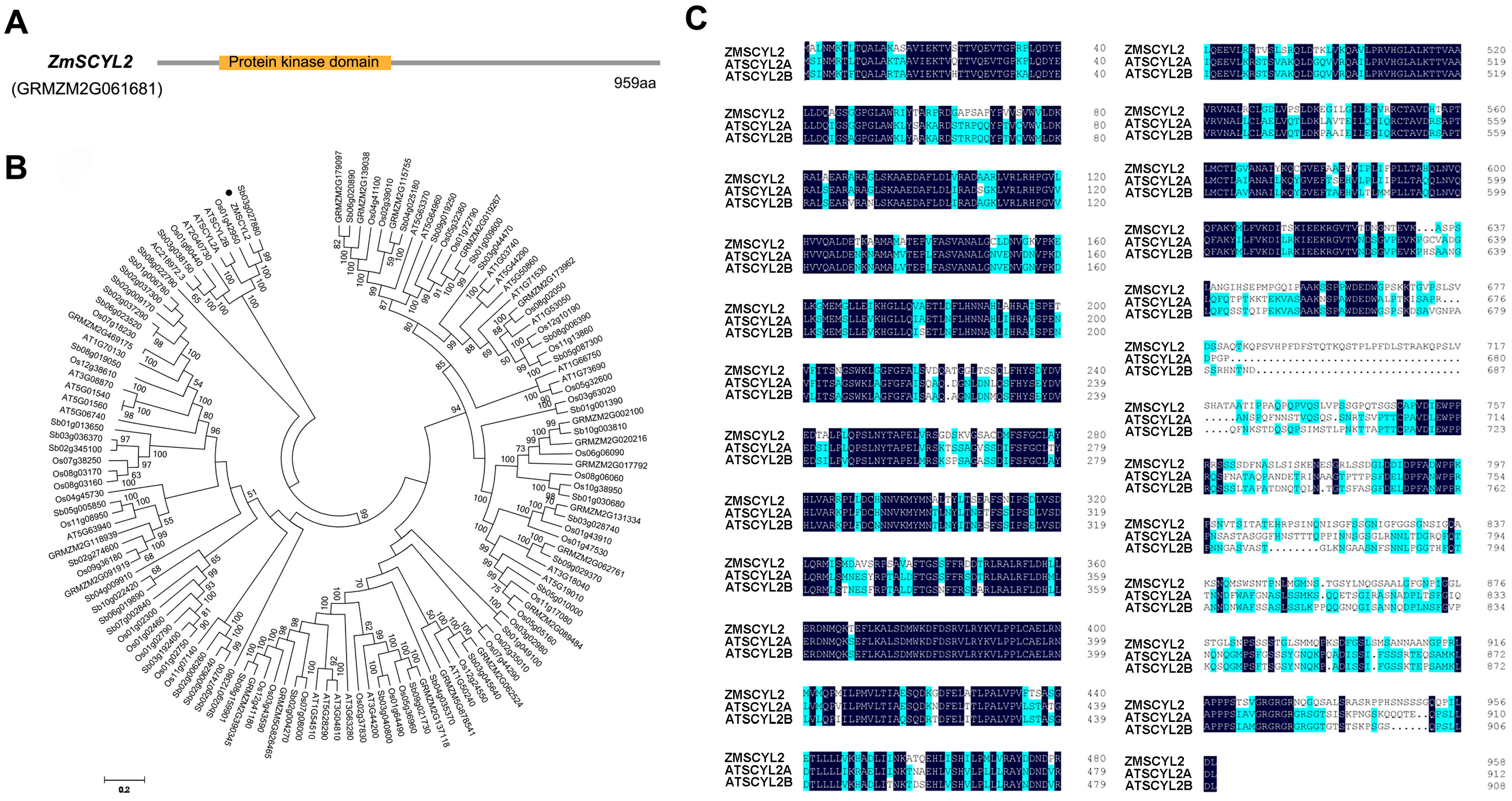 Ijms 24 10411 g002 Ijms 24 10411 g002