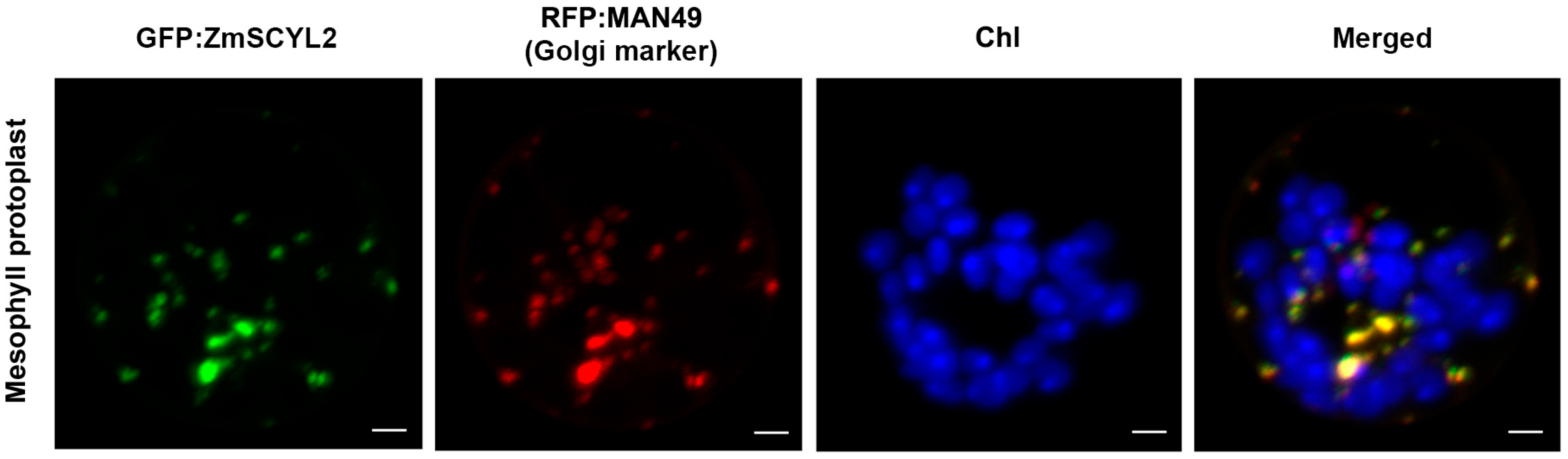 Ijms 24 10411 g004 Ijms 24 10411 g004