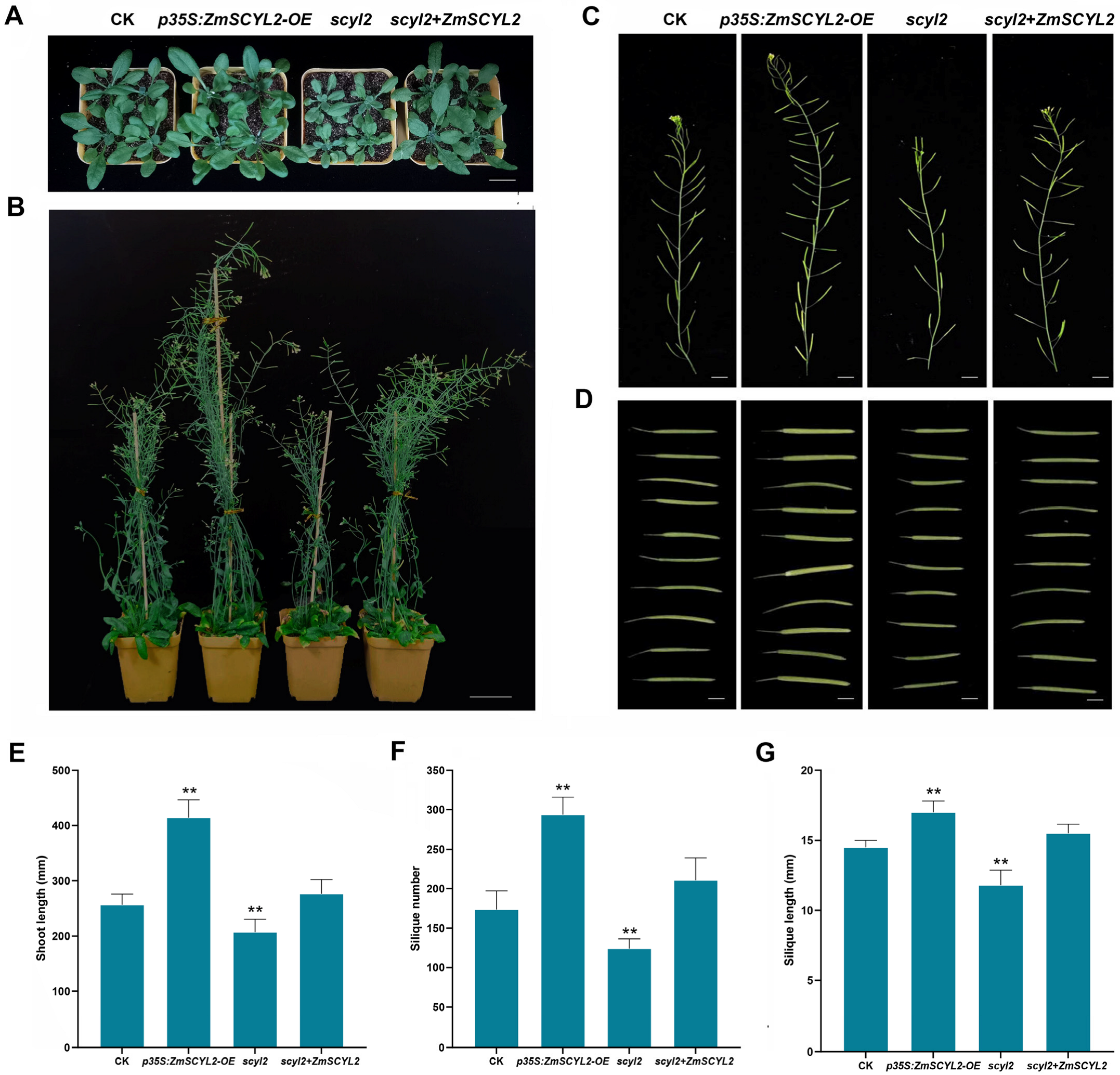 Ijms 24 10411 g005 Ijms 24 10411 g005