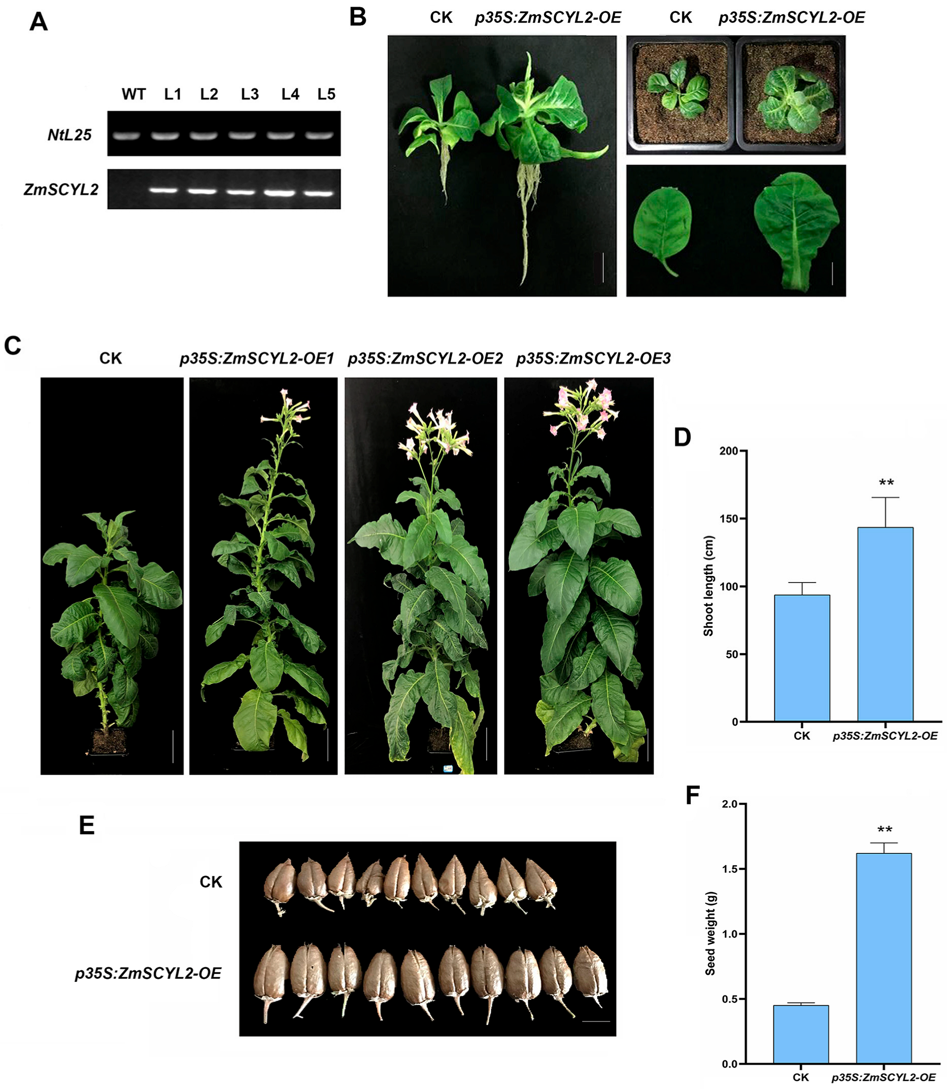 Ijms 24 10411 g007 Ijms 24 10411 g007