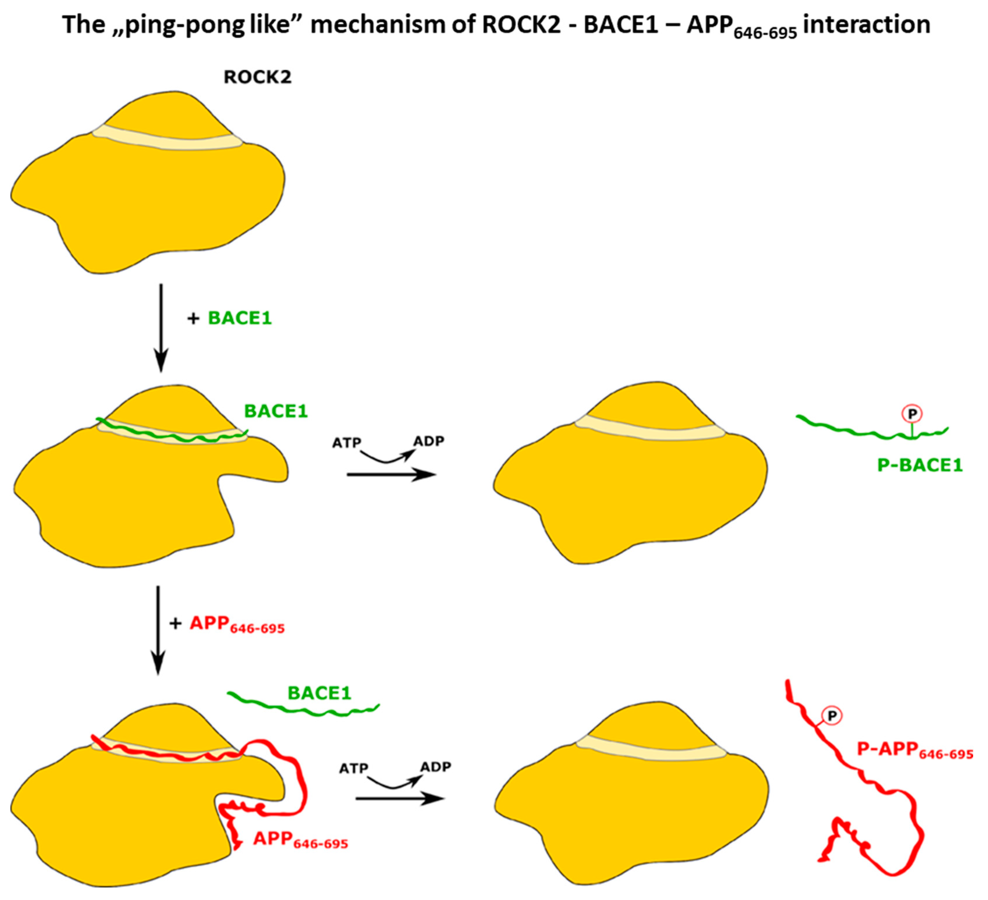 Beta-Secretase 1 Recruits Amyloid-Beta Precursor Protein to