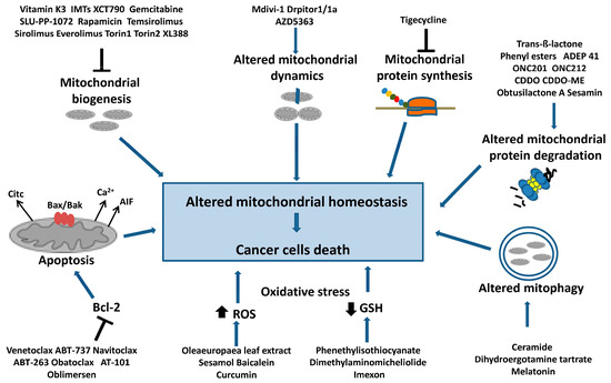 Mitochondria Deregulations in Cancer Offer Several Potential Targets of ...