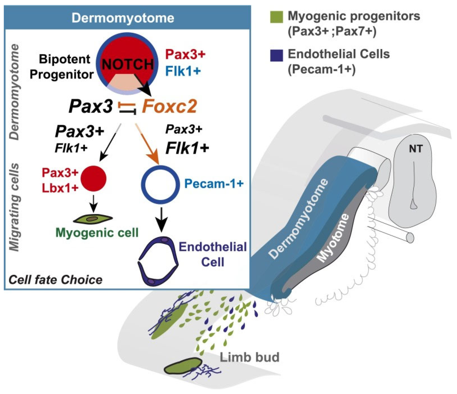 Ijms 24 10425 g003 Ijms 24 10425 g003