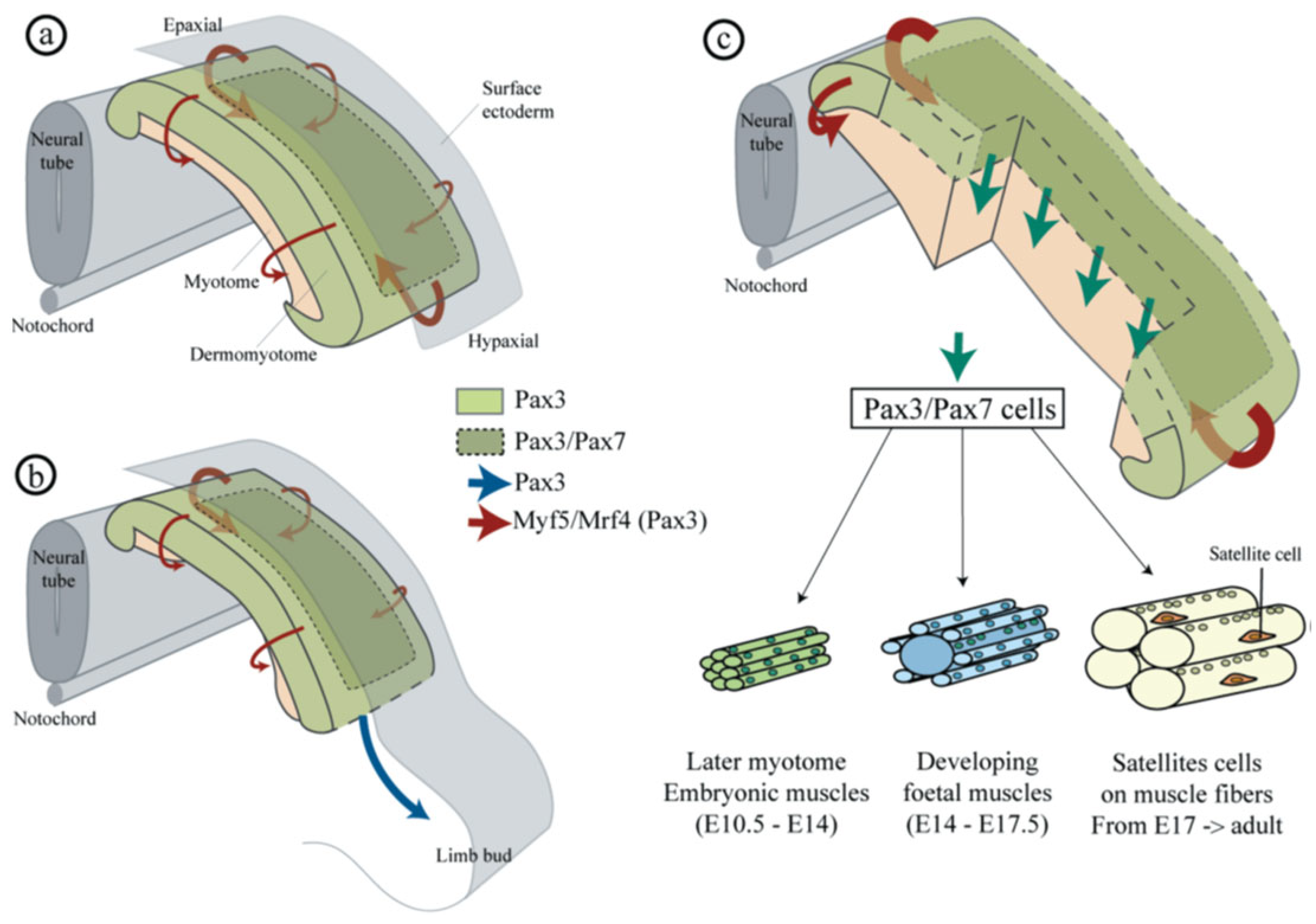Ijms 24 10425 g004 Ijms 24 10425 g004