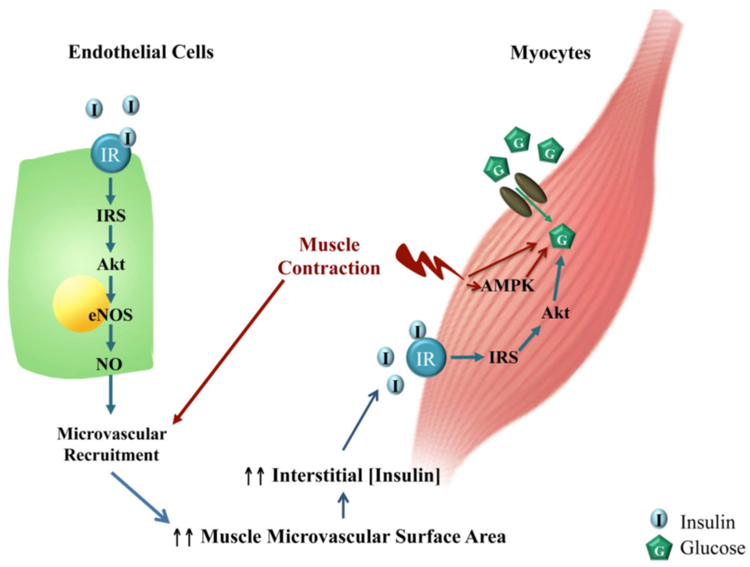 Ijms 24 10425 g008 Ijms 24 10425 g008
