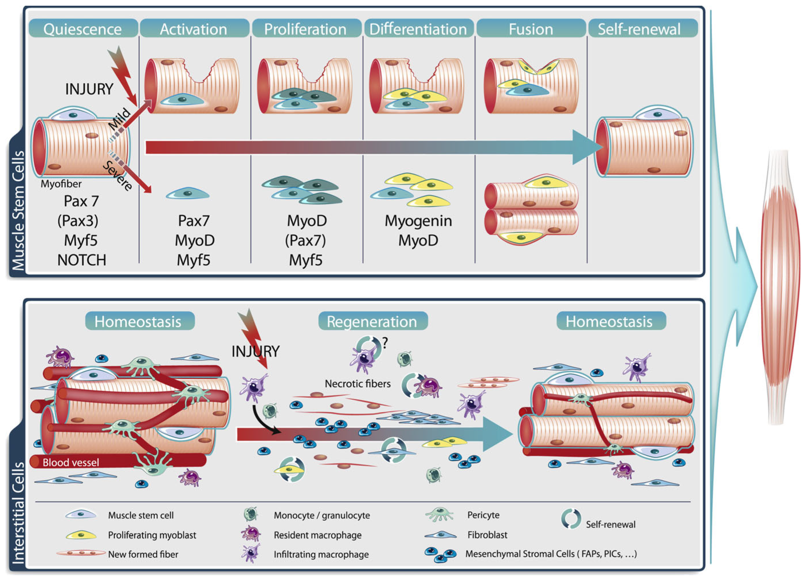 Ijms 24 10425 g013 Ijms 24 10425 g013