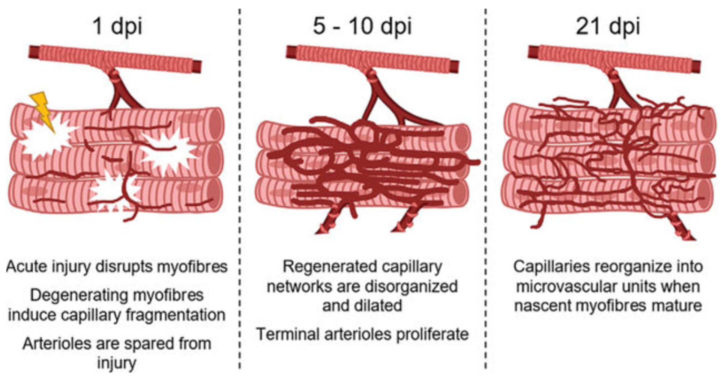 Ijms 24 10425 g014 Ijms 24 10425 g014