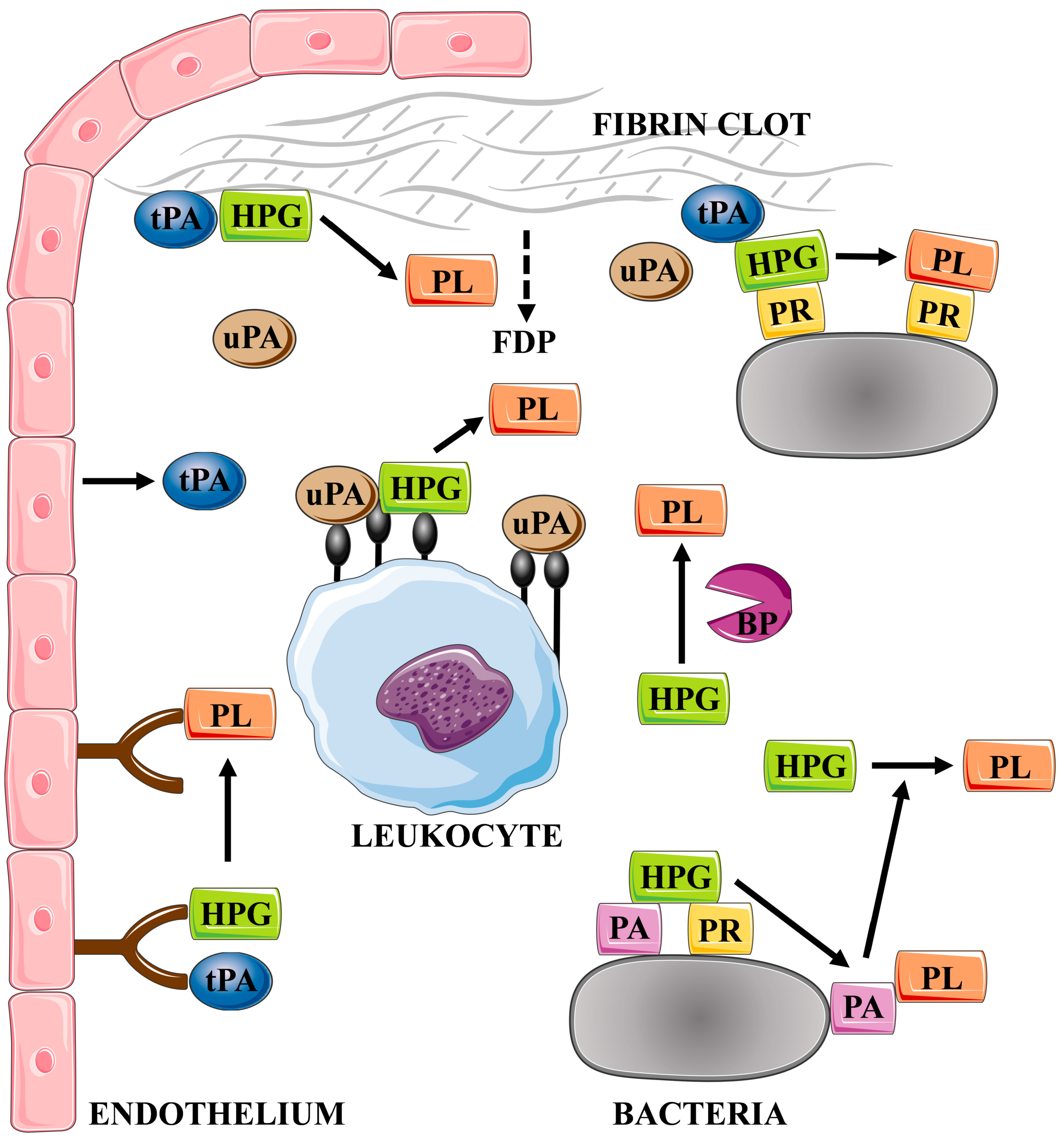 Ijms 24 10436 g002 Ijms 24 10436 g002