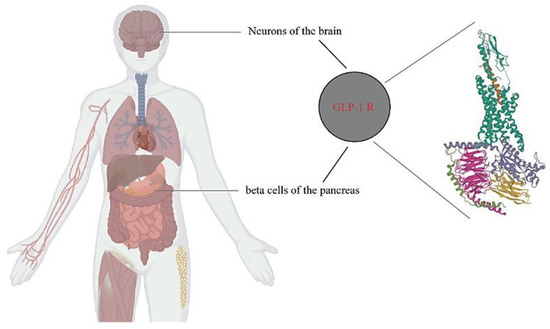 glp 1 is semaglutide Is Semaglutide GLP-1 the Same as Ozempic?