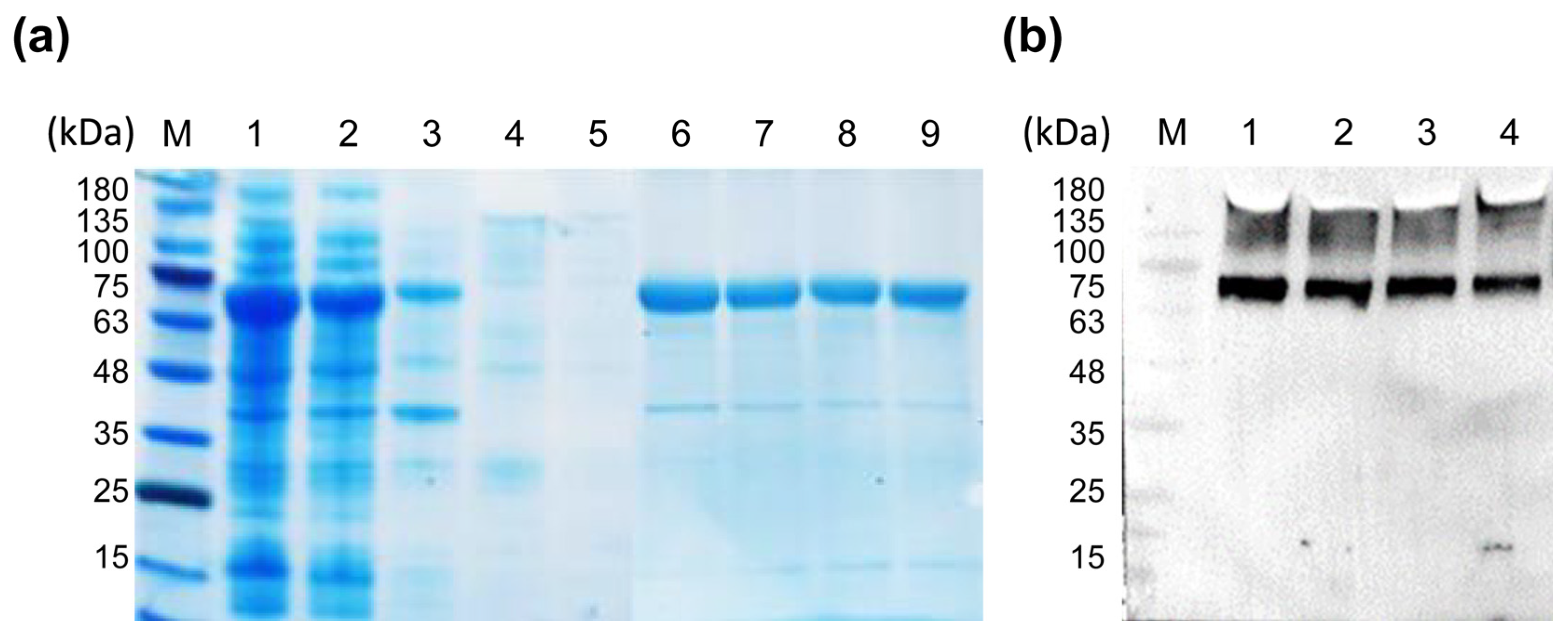 Ijms 24 10475 g003 Ijms 24 10475 g003