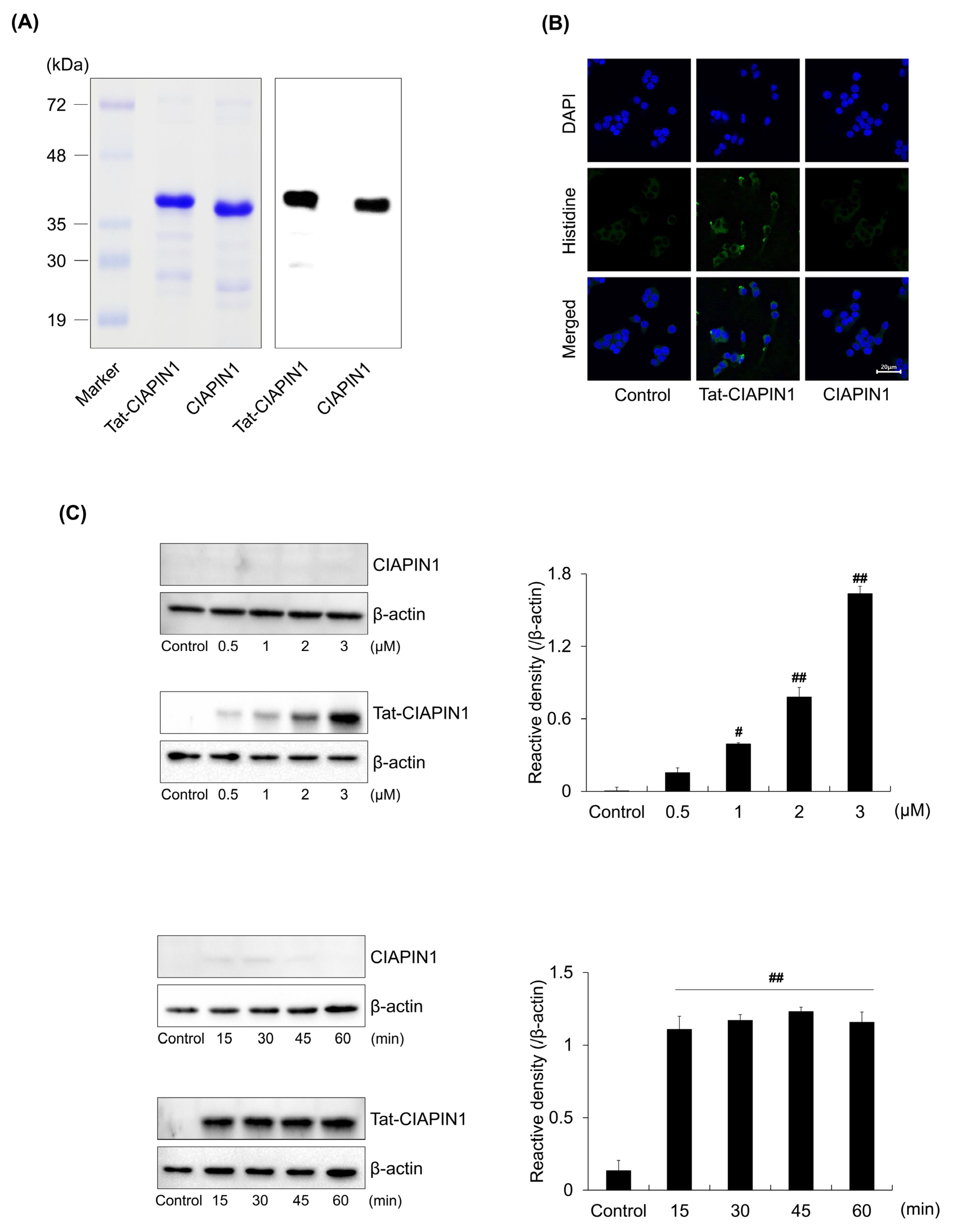 Ijms 24 10478 g001 Ijms 24 10478 g001
