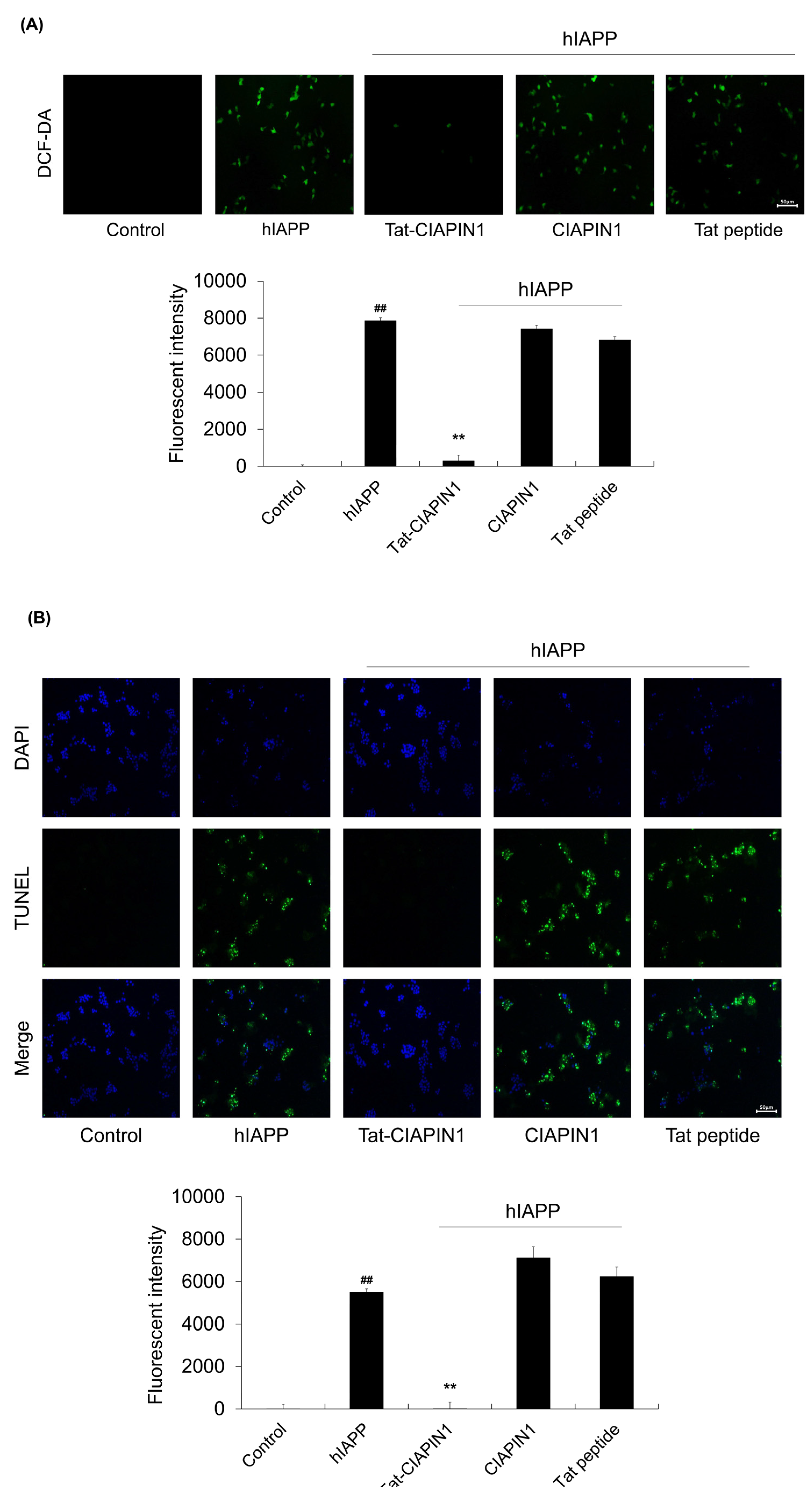 Ijms 24 10478 g003 Ijms 24 10478 g003