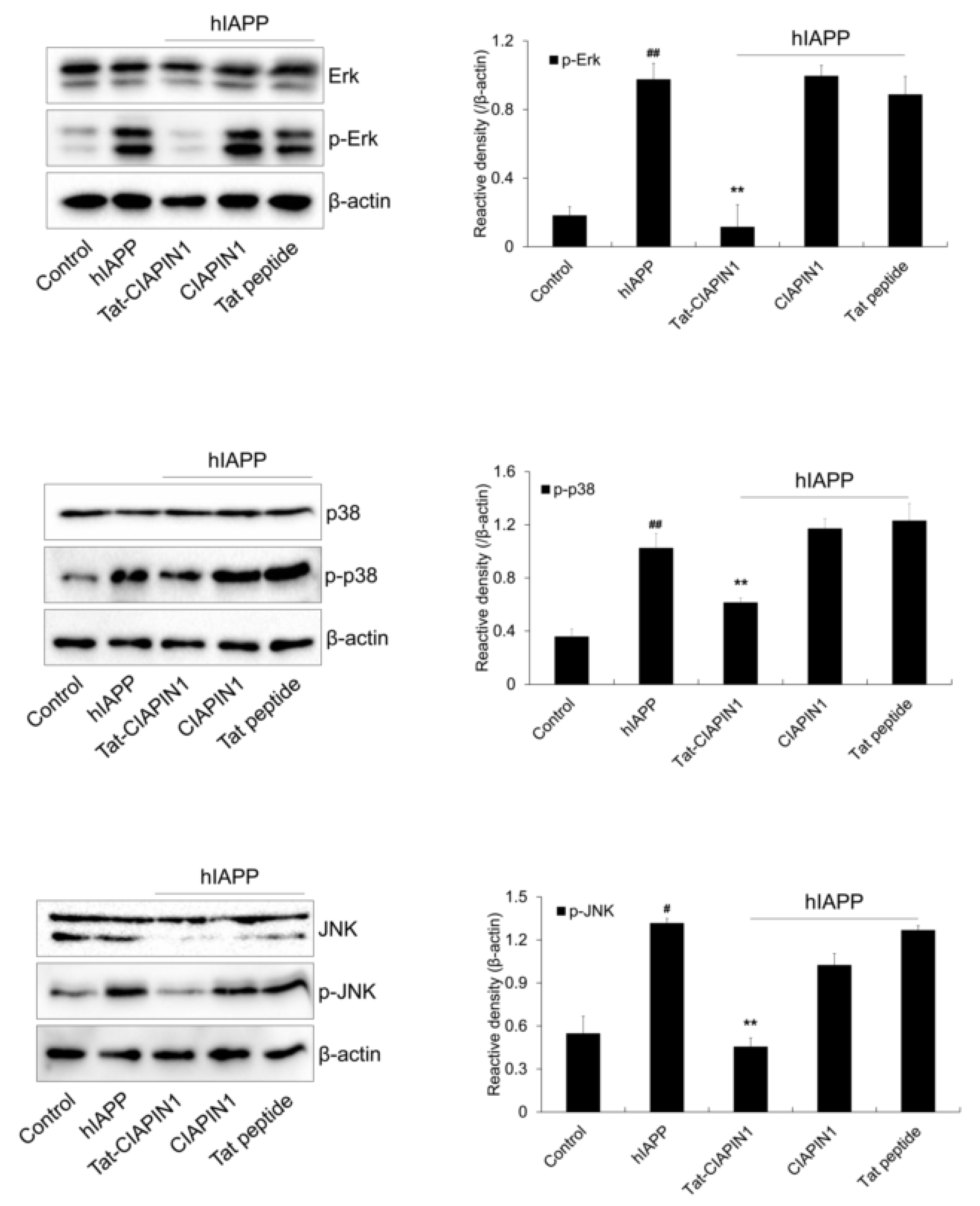 Ijms 24 10478 g004 Ijms 24 10478 g004