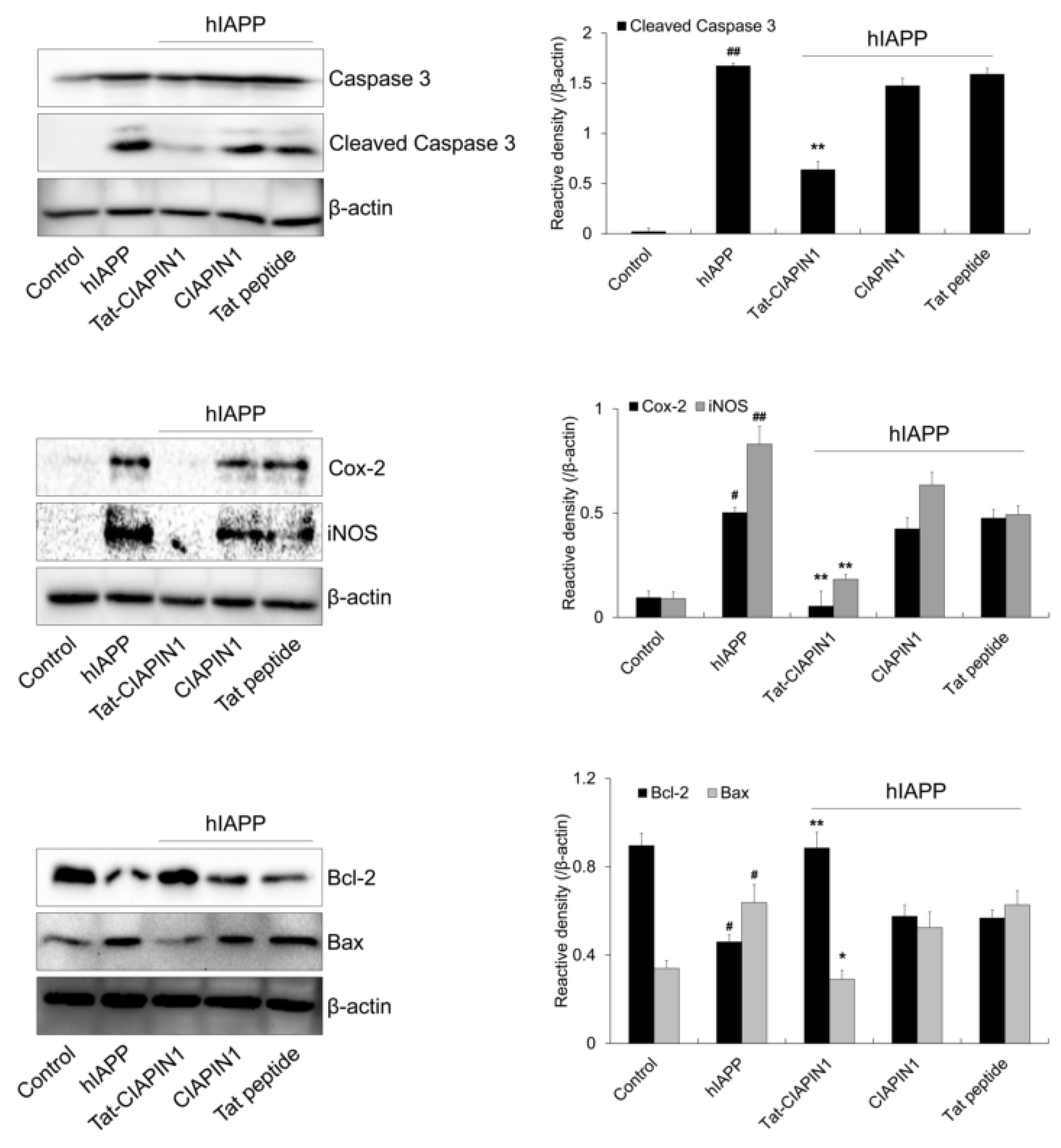 Ijms 24 10478 g005 Ijms 24 10478 g005