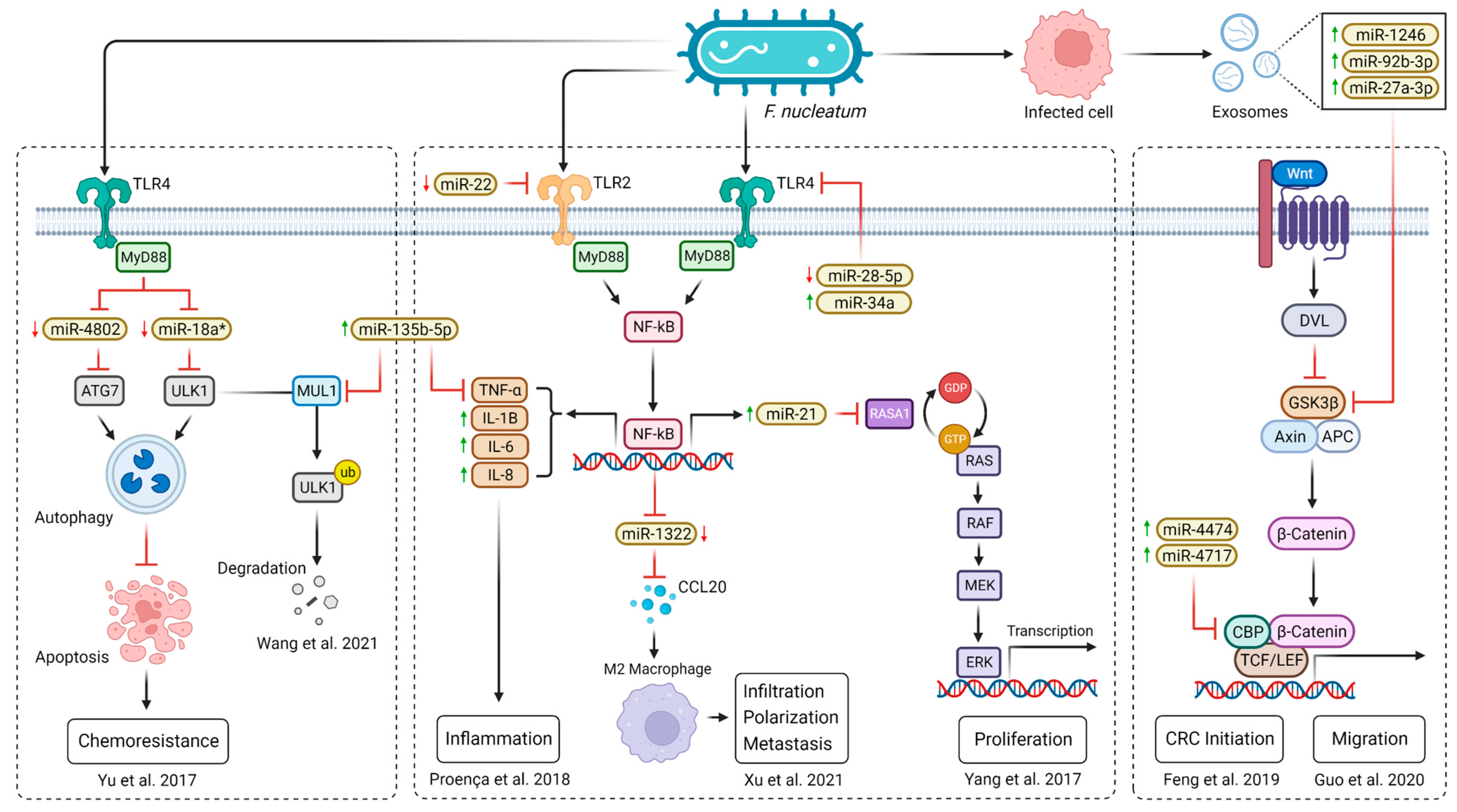 Ijms 24 10520 g003 Ijms 24 10520 g003