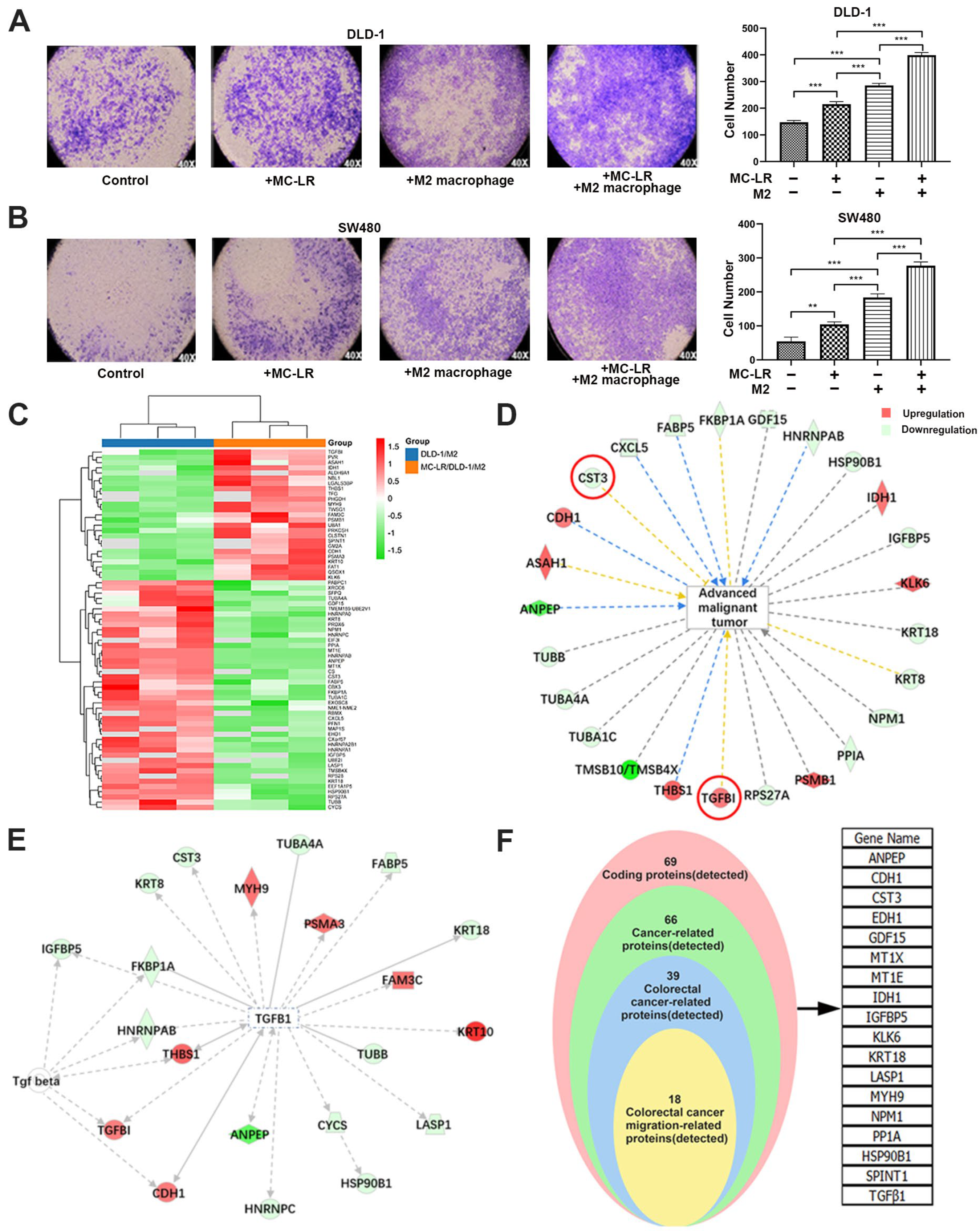 Microcystin-LR-Induced Interaction between M2 Tumor