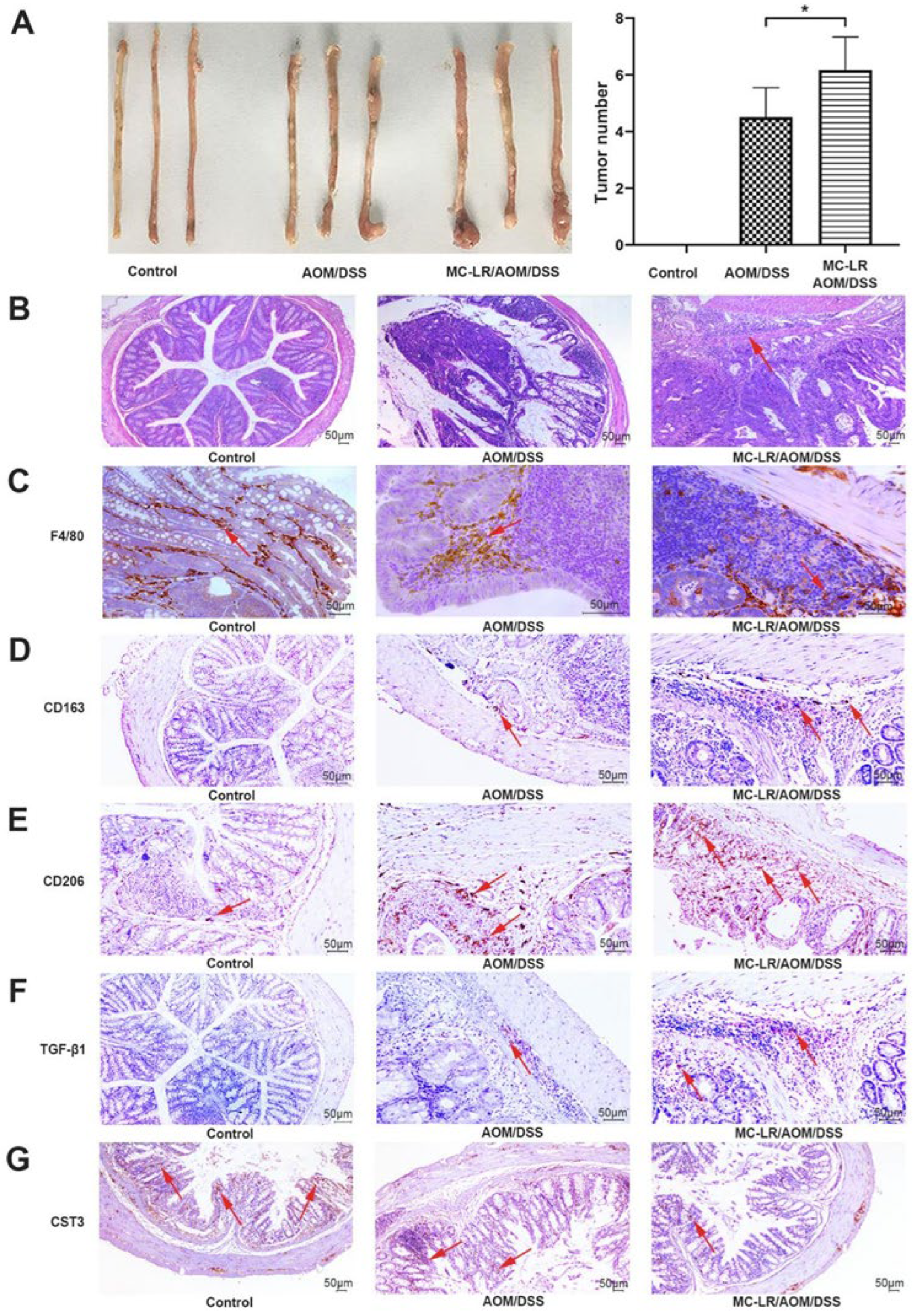 Ijms 24 10527 g004 Ijms 24 10527 g004