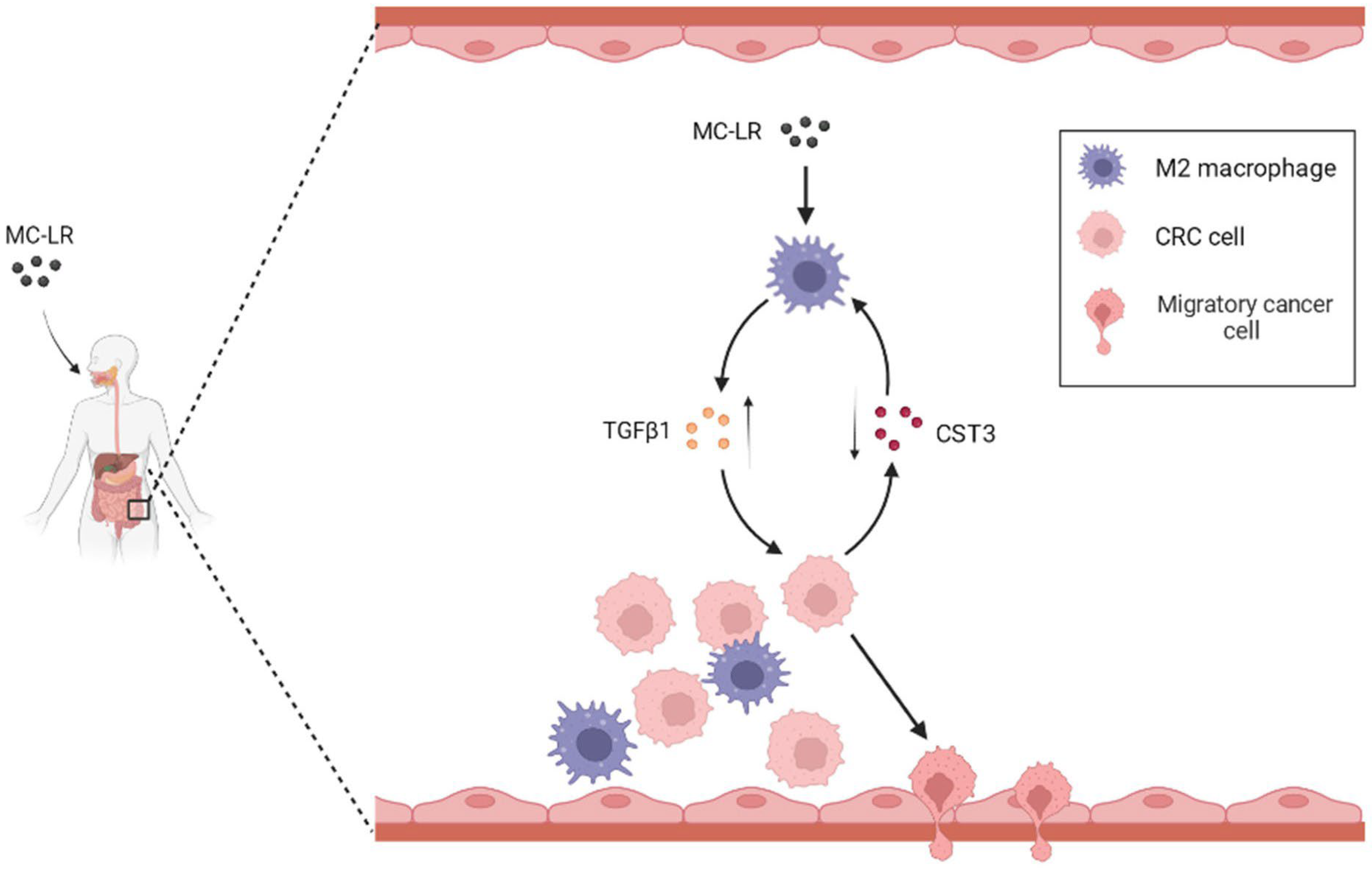 Ijms 24 10527 g005 Ijms 24 10527 g005