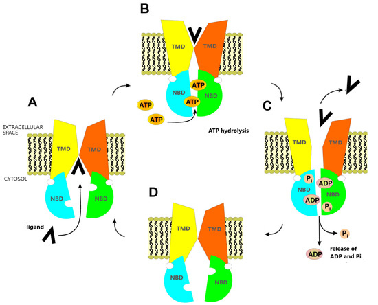 ABCG2 Gene and ABCG2 Protein Expression in Colorectal Cancer—In  Silico and Wet Analysis