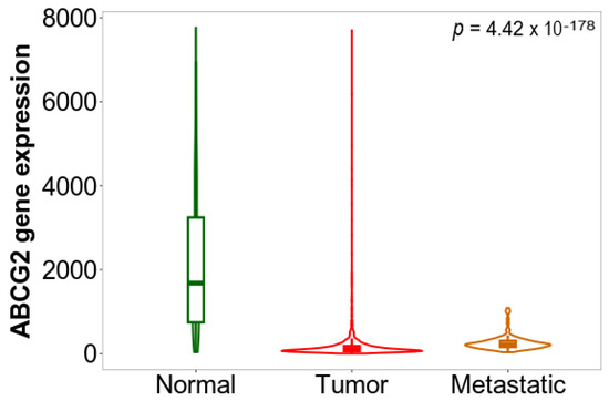 ABCG2 Gene and ABCG2 Protein Expression in Colorectal Cancer—In  Silico and Wet Analysis