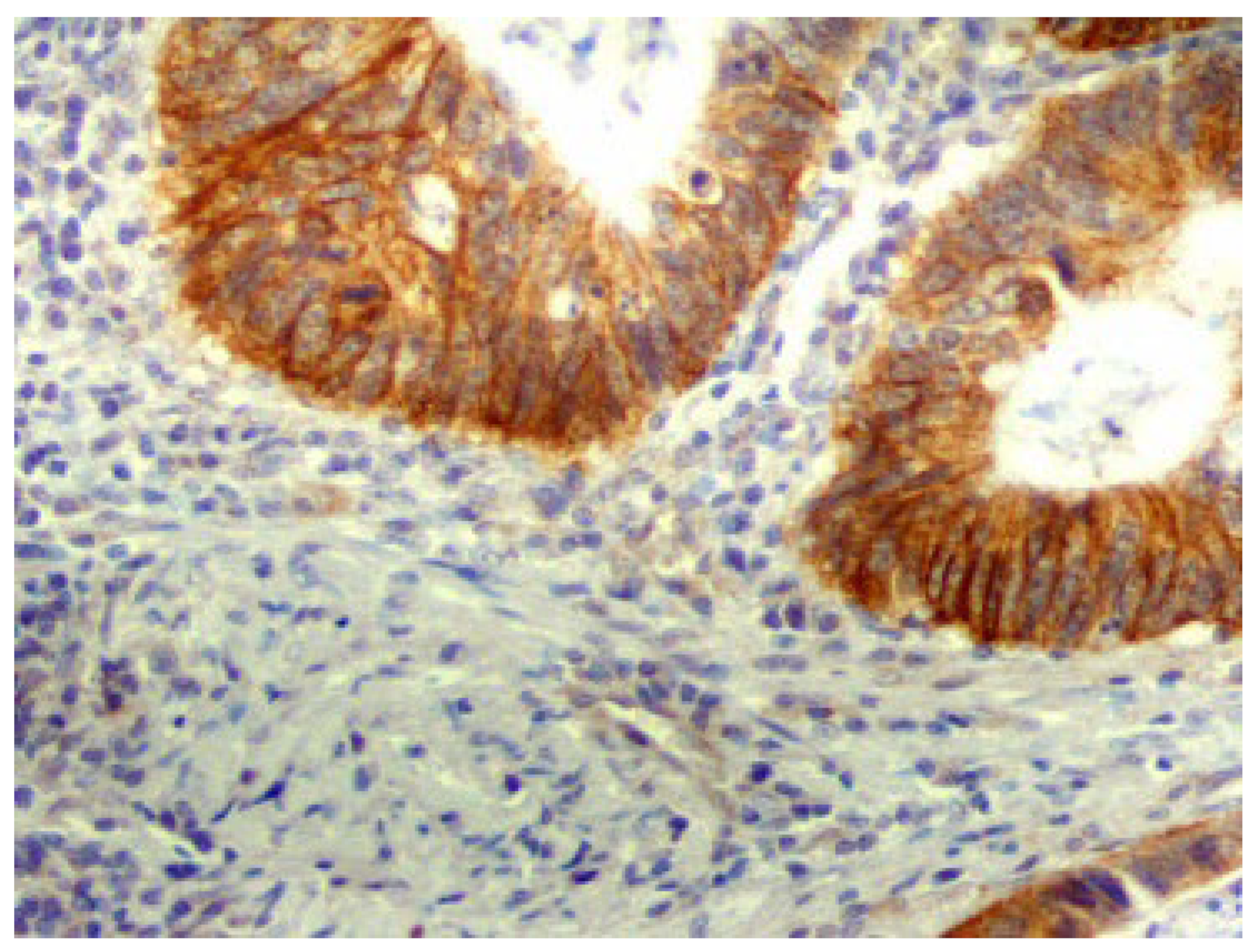 Ijms 24 10539 g019 Ijms 24 10539 g019