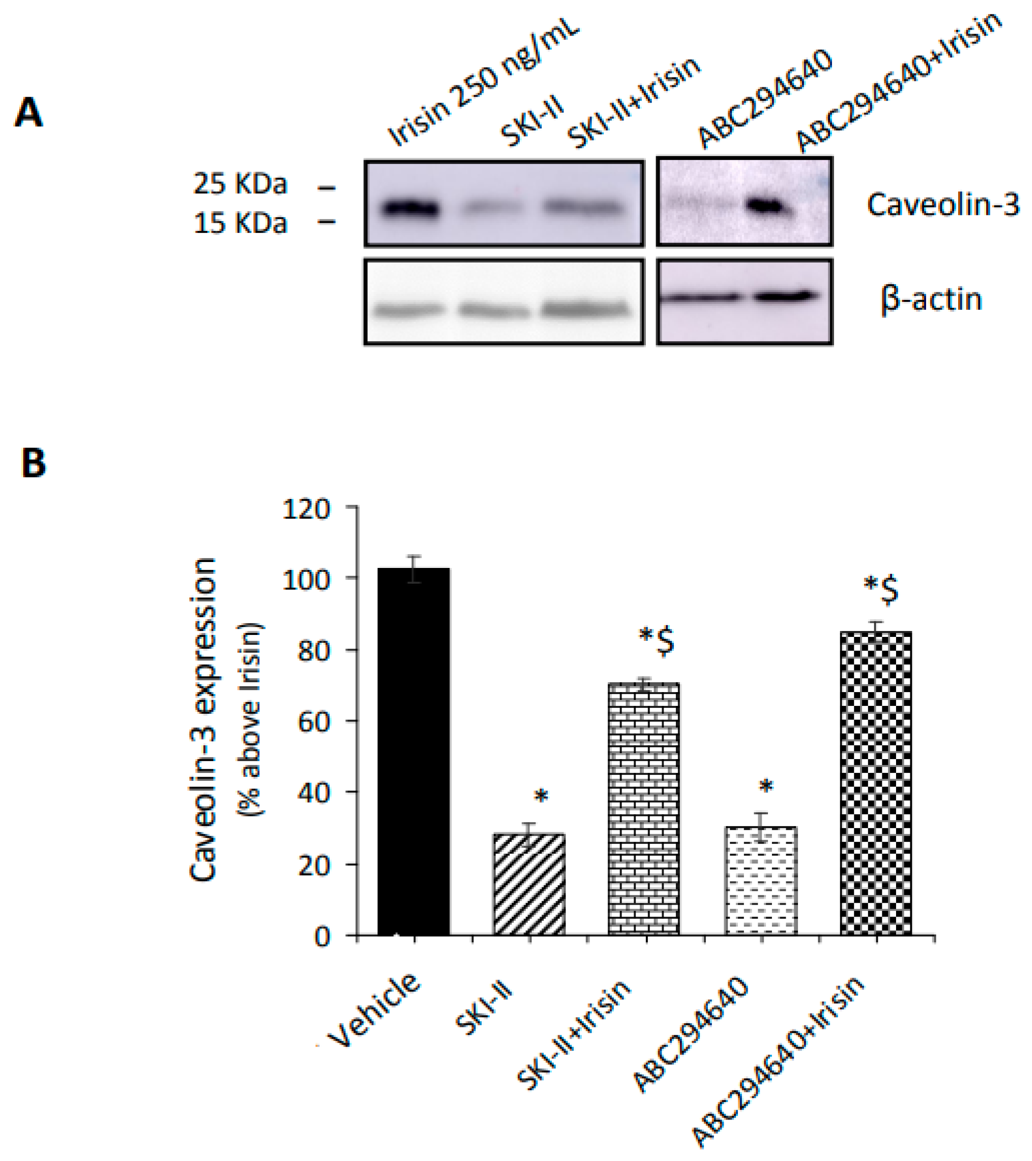 Ijms 24 10548 g003 Ijms 24 10548 g003