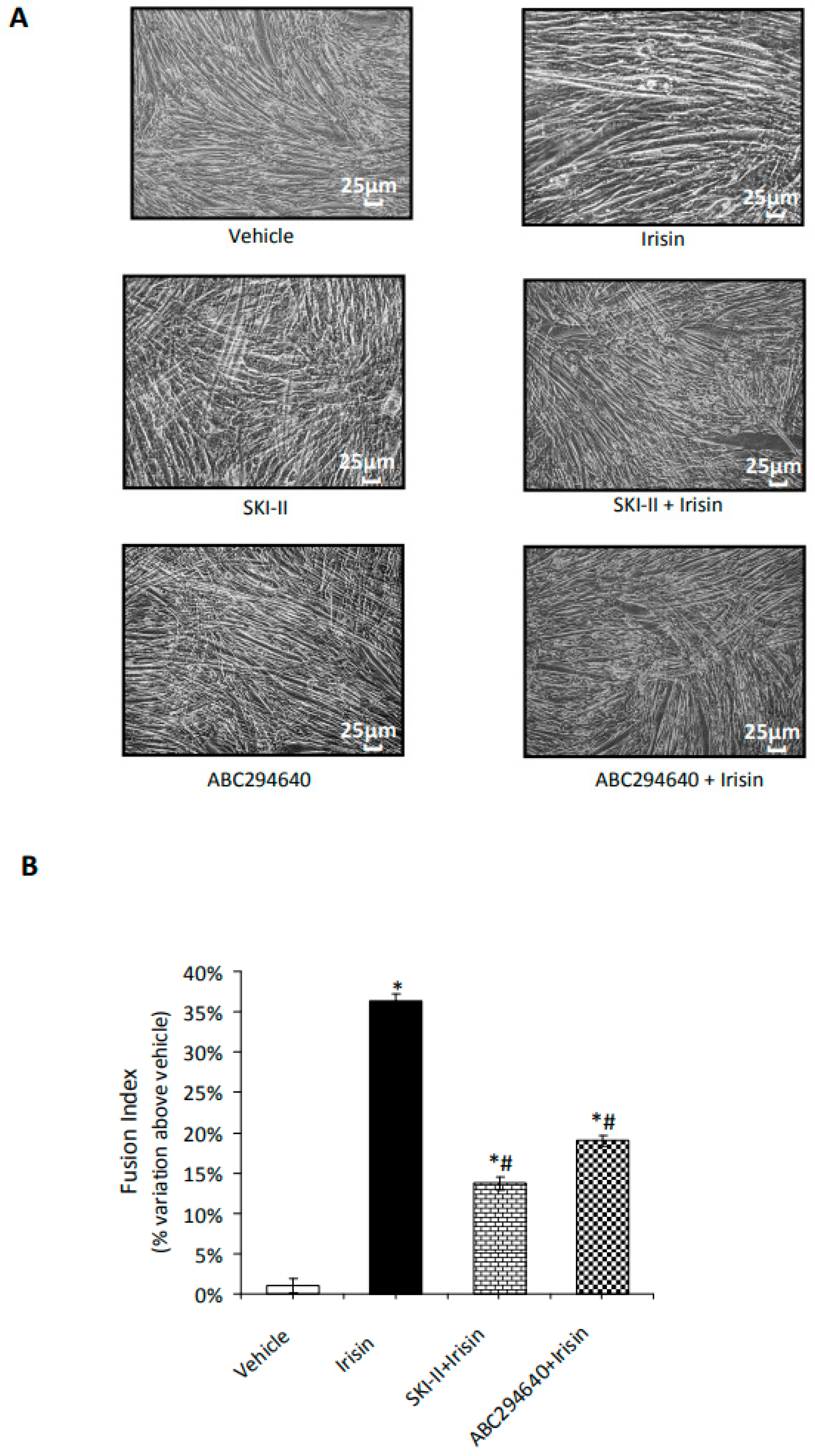 Ijms 24 10548 g004 Ijms 24 10548 g004