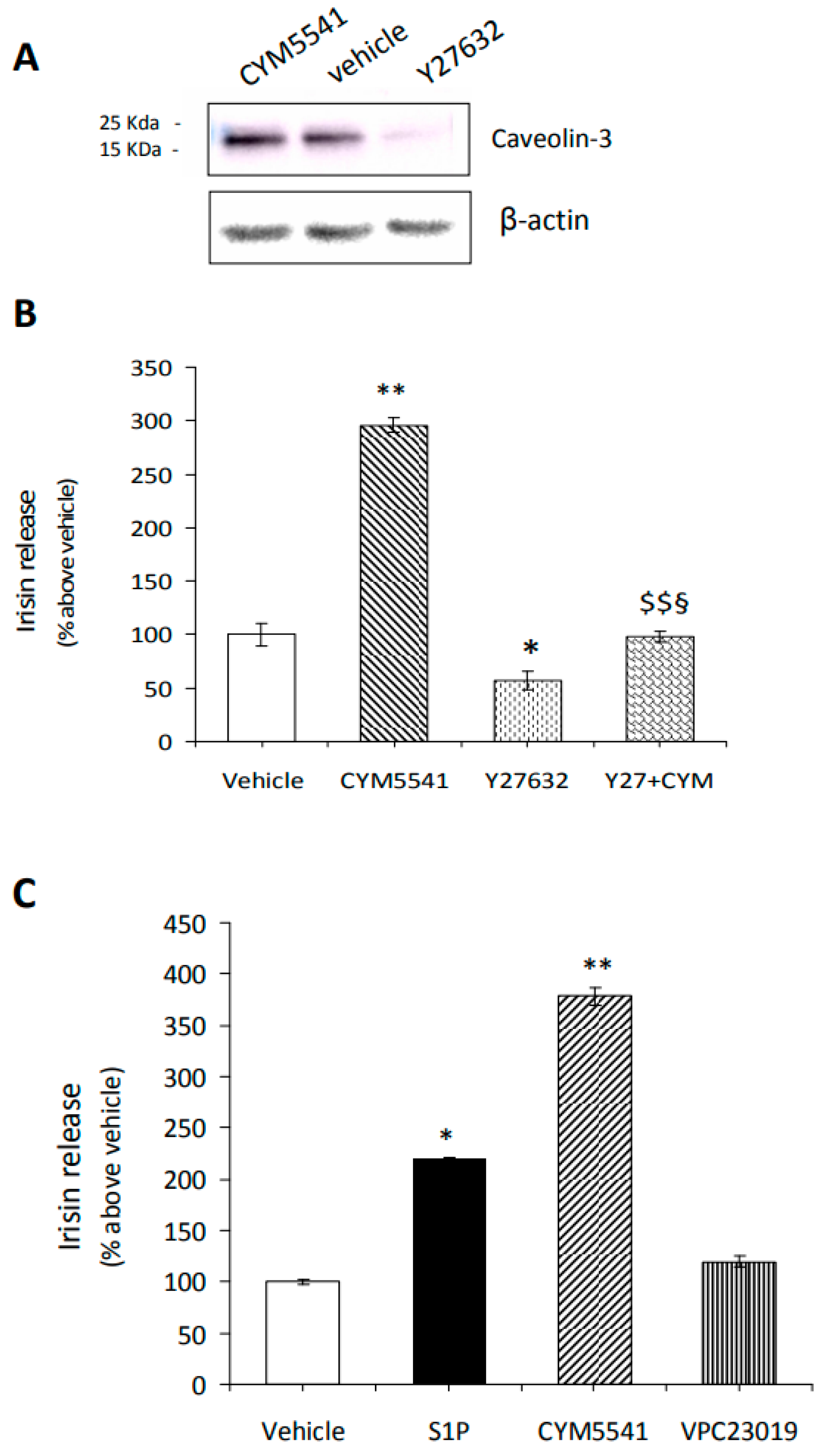 Ijms 24 10548 g007 Ijms 24 10548 g007