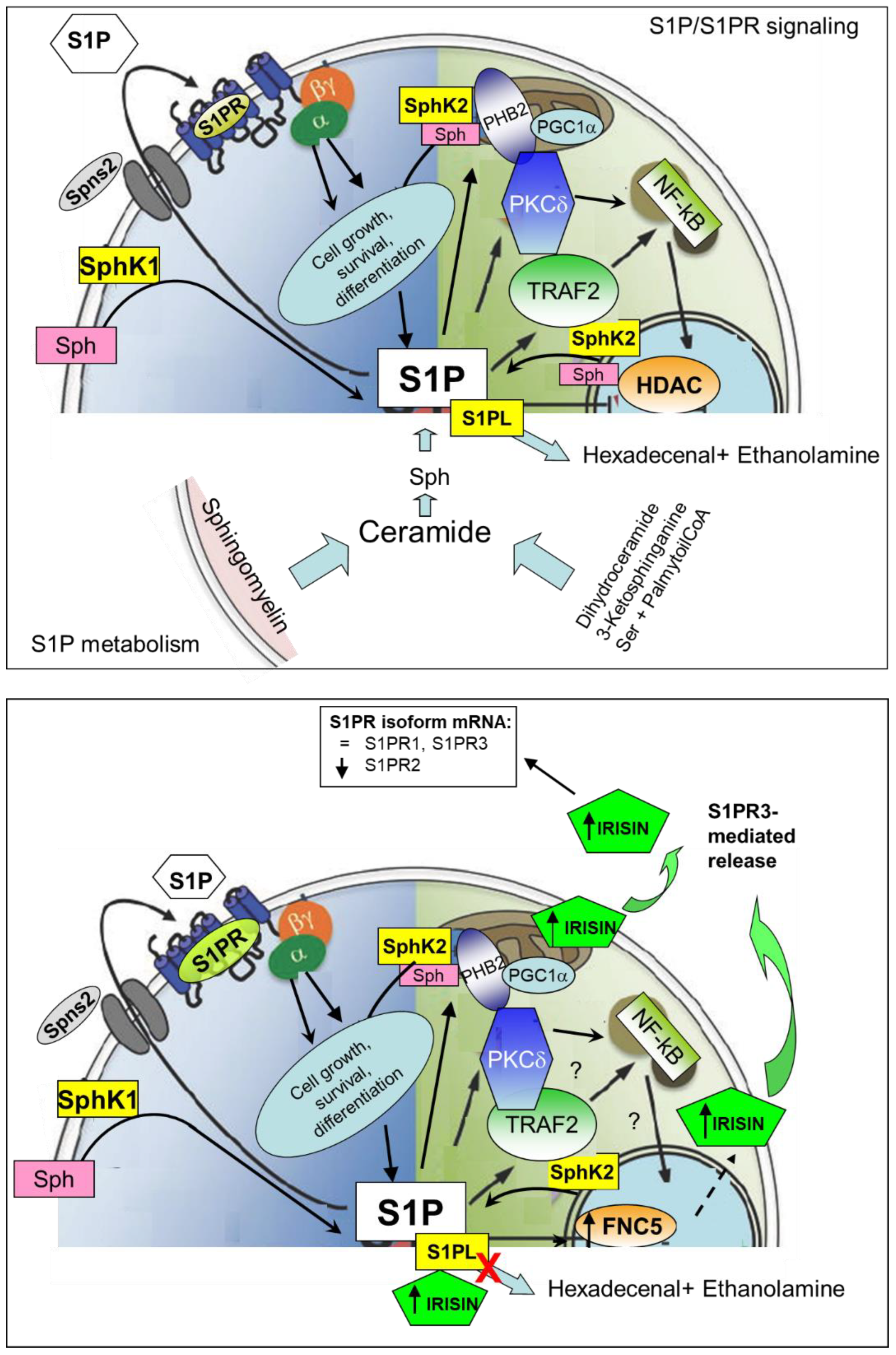 Ijms 24 10548 g009 Ijms 24 10548 g009