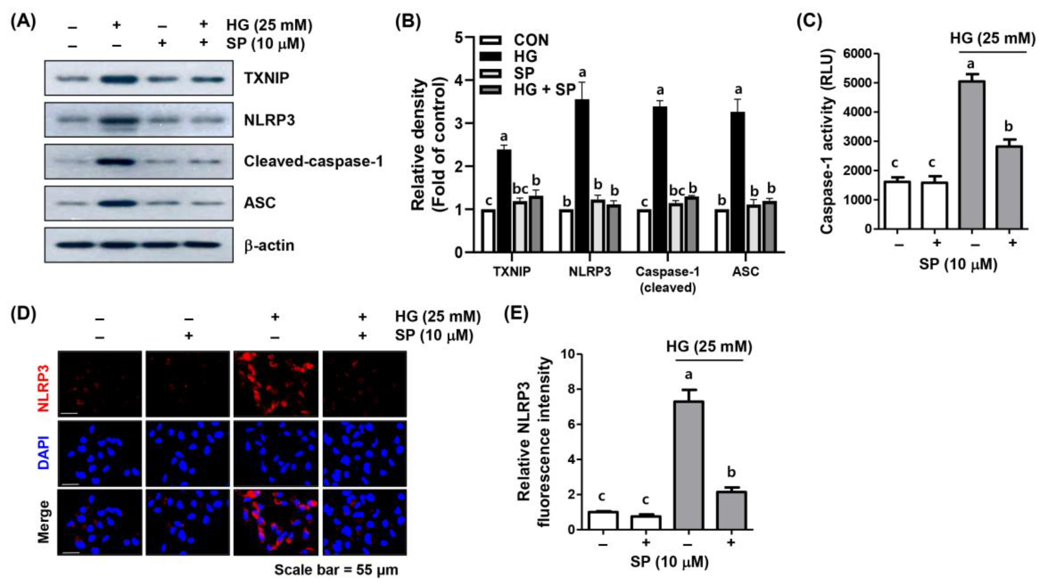 Ijms 24 10550 g006 Ijms 24 10550 g006