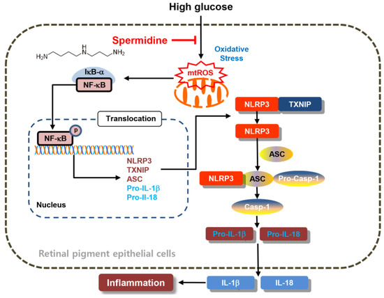 Spermidine Attenuates High Glucose-Induced Oxidative Damage