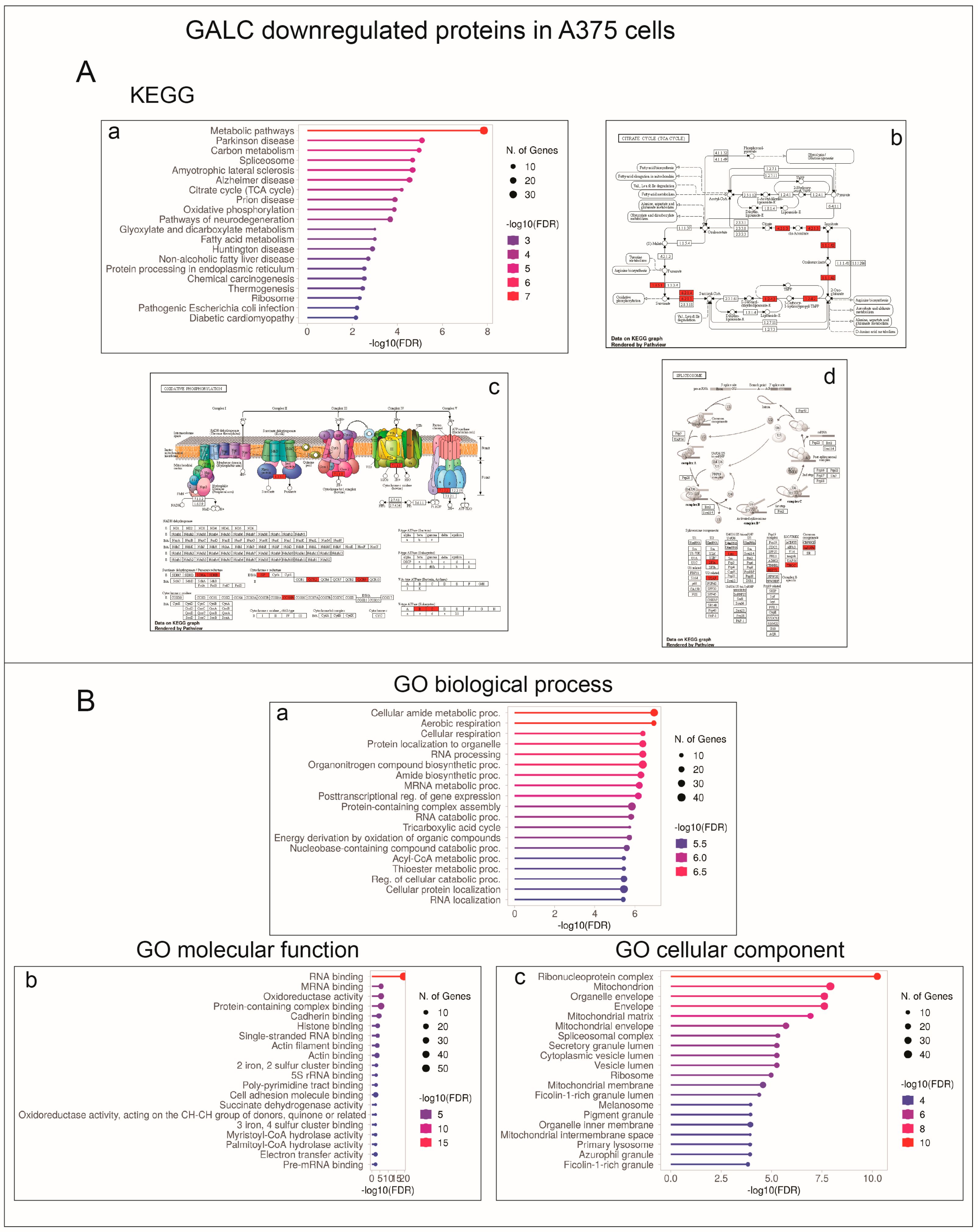Ijms 24 10555 g008 Ijms 24 10555 g008