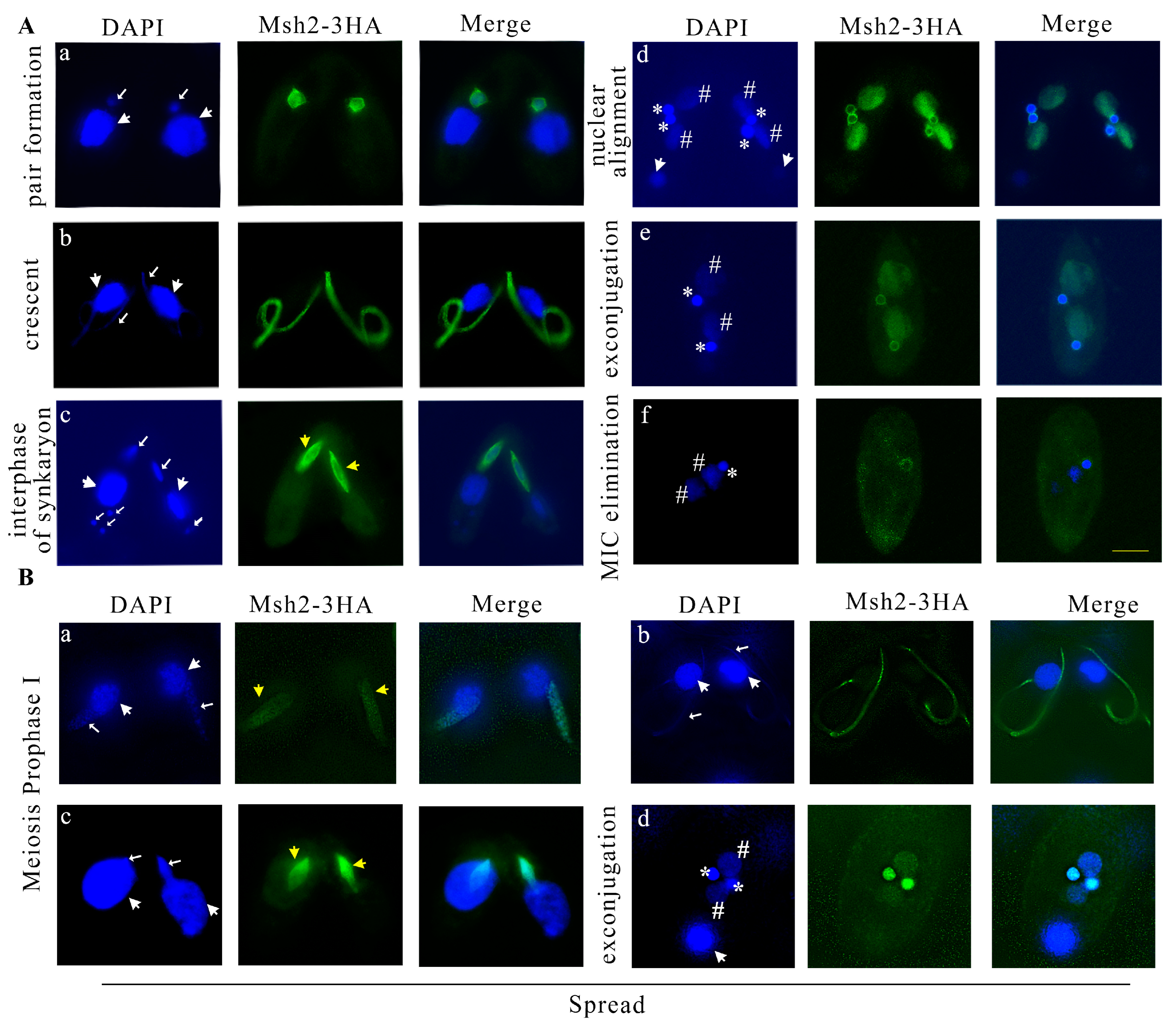 Ijms 24 10559 g003 Ijms 24 10559 g003