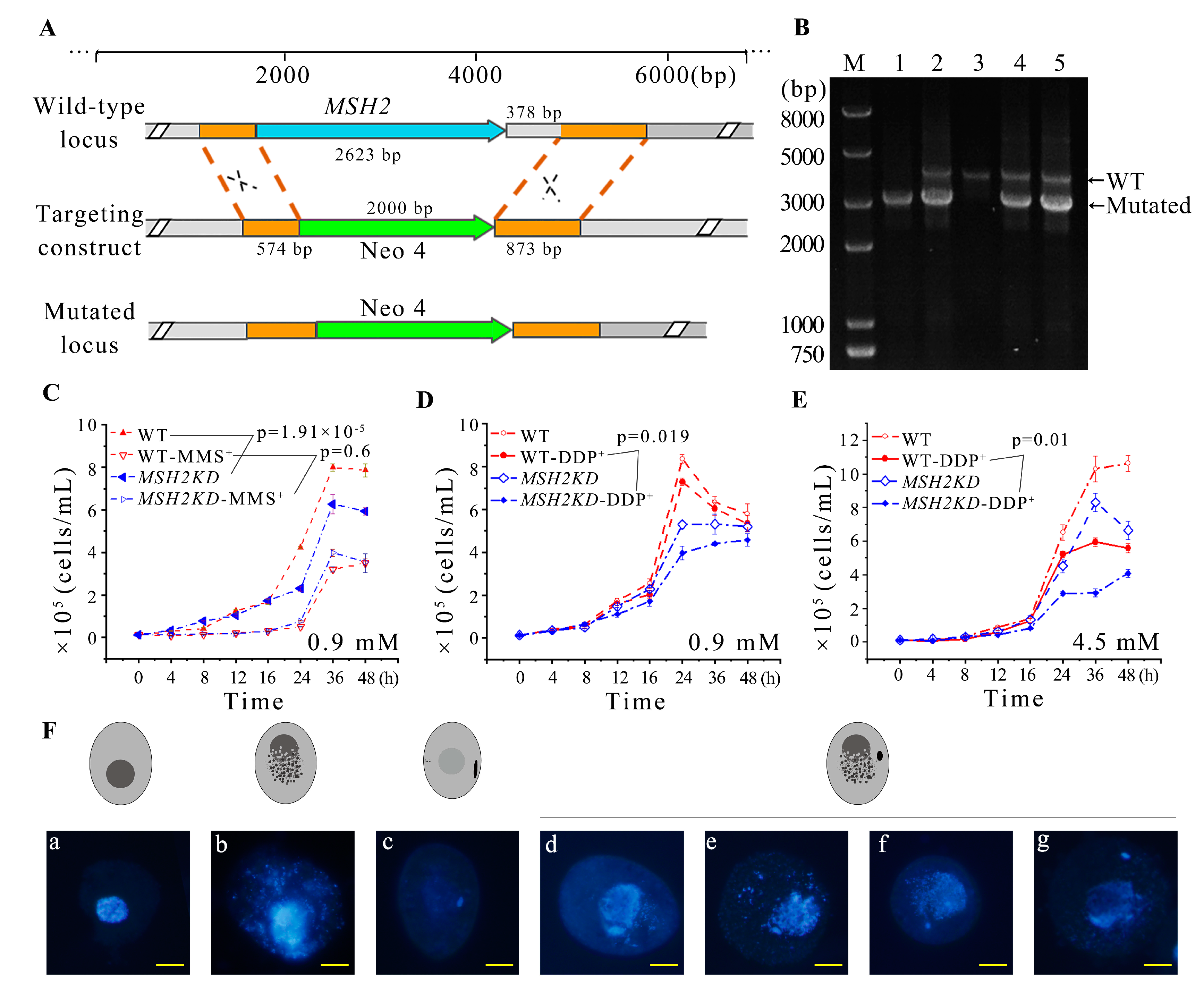 Ijms 24 10559 g004 Ijms 24 10559 g004