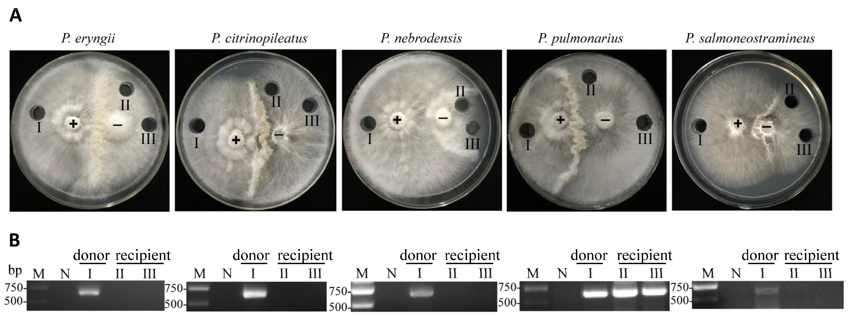 Ijms 24 10584 g001 Ijms 24 10584 g001