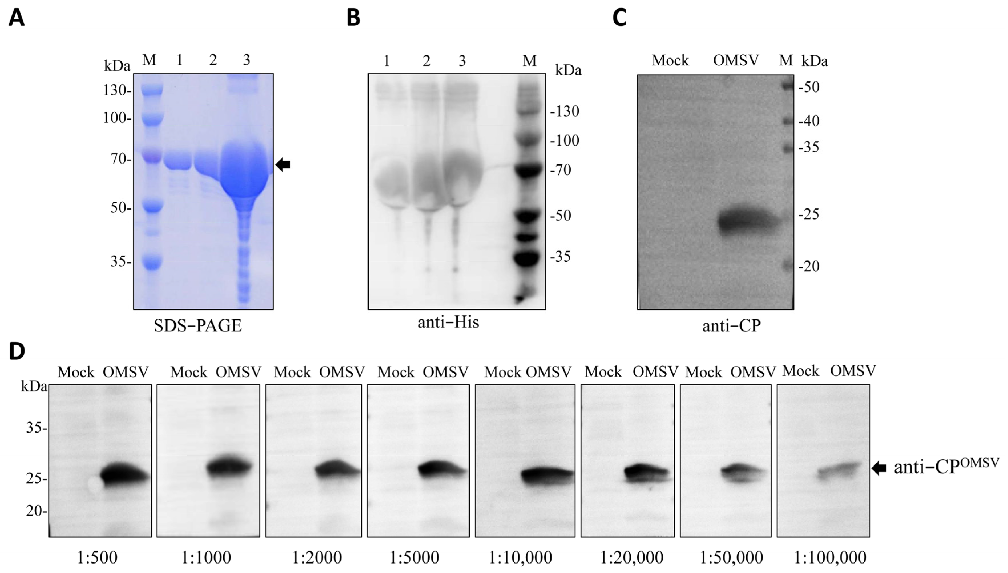 Ijms 24 10584 g002 Ijms 24 10584 g002
