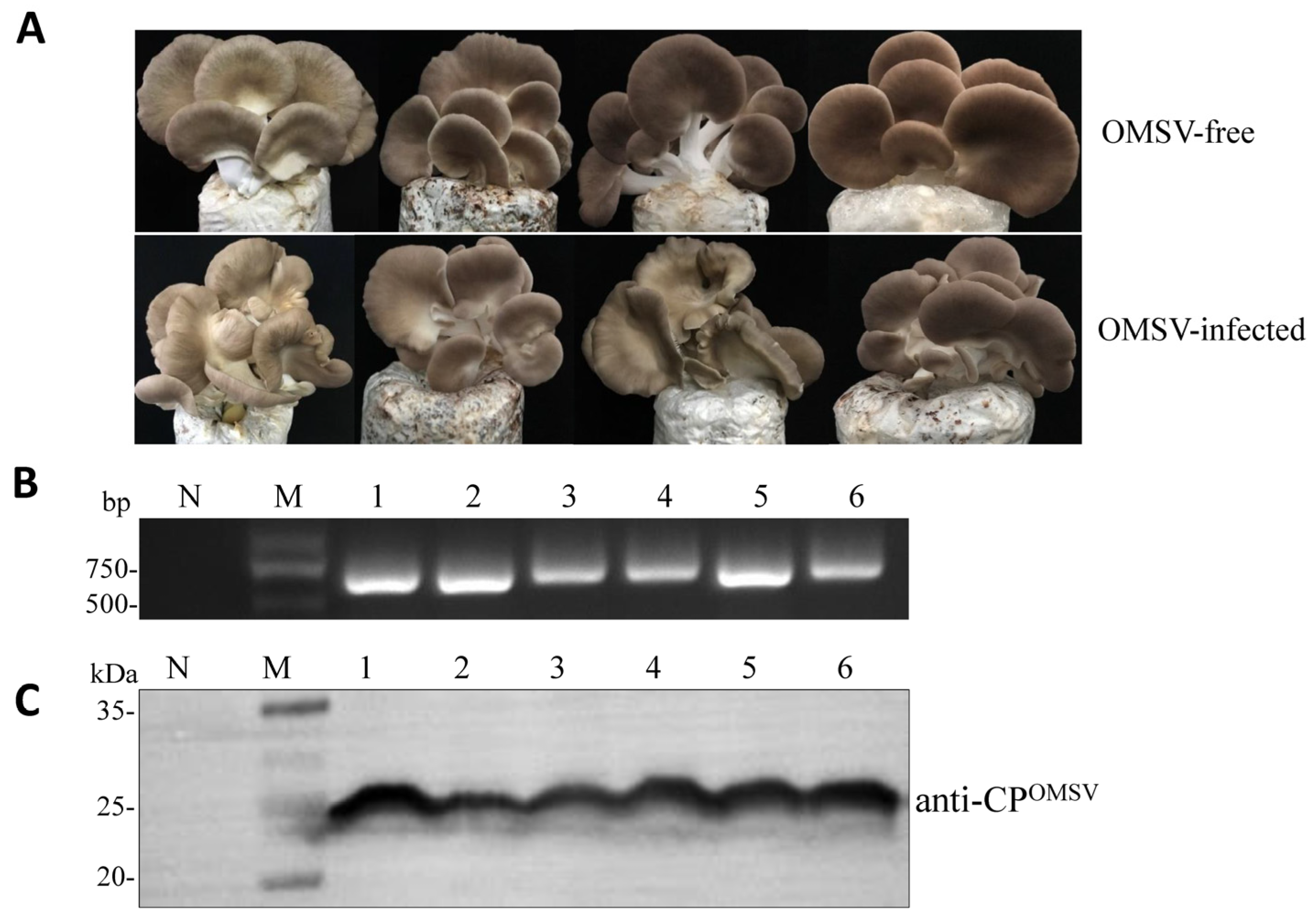 Ijms 24 10584 g004 Ijms 24 10584 g004