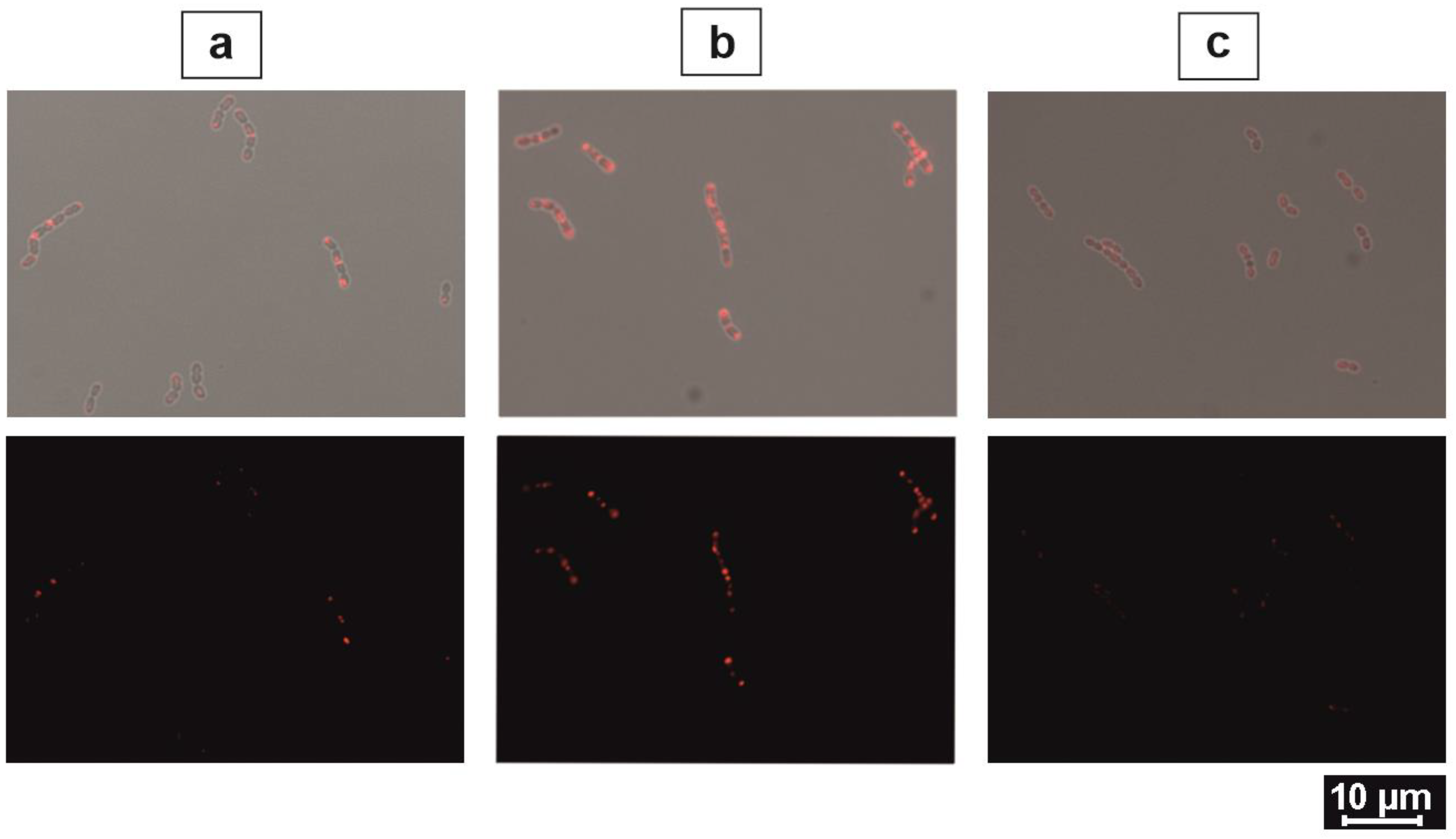 Ijms 24 10586 g002 Ijms 24 10586 g002