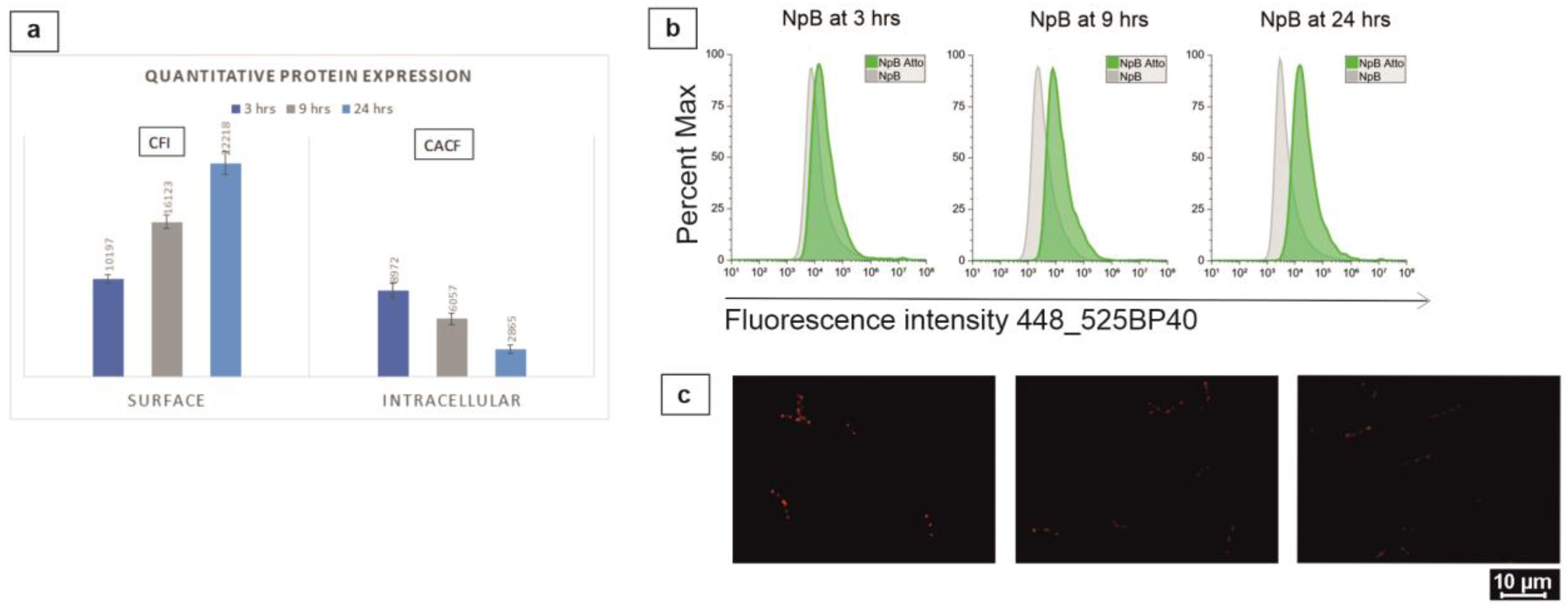Ijms 24 10586 g006 Ijms 24 10586 g006