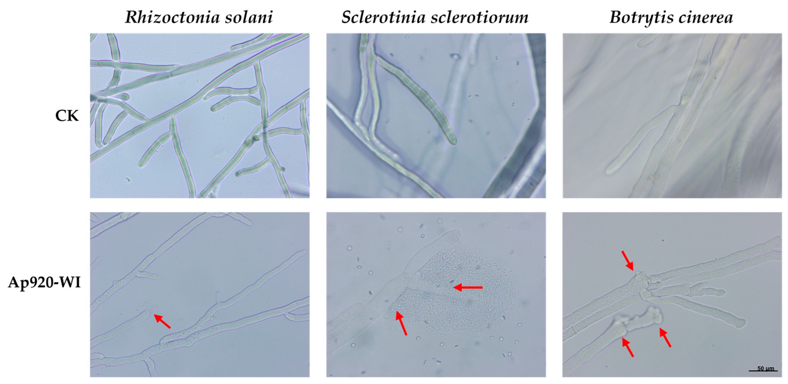 Ijms 24 10598 g005 Ijms 24 10598 g005