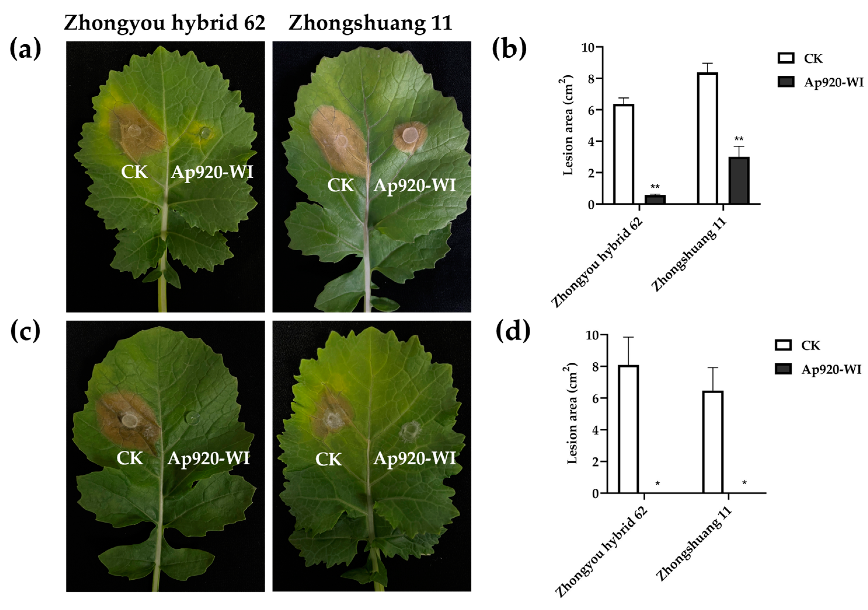 Ijms 24 10598 g007 Ijms 24 10598 g007