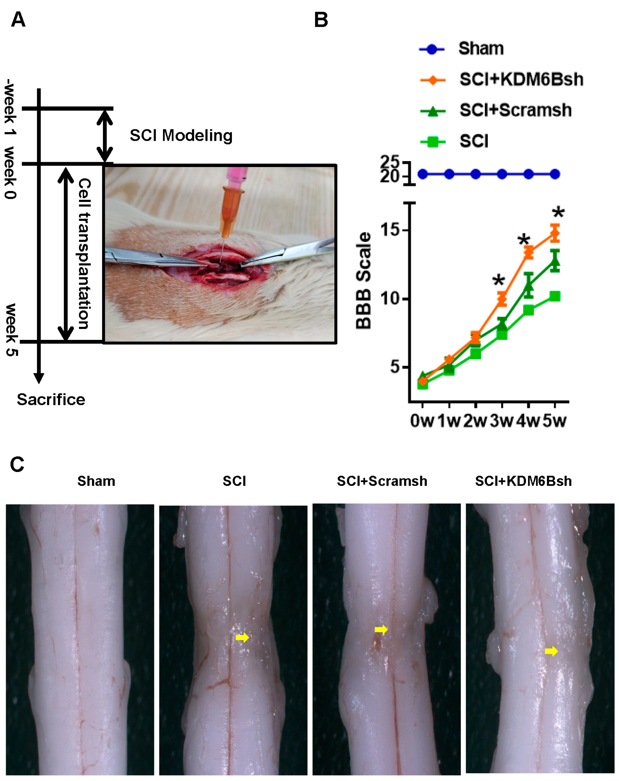 Ijms 24 10608 g003 Ijms 24 10608 g003