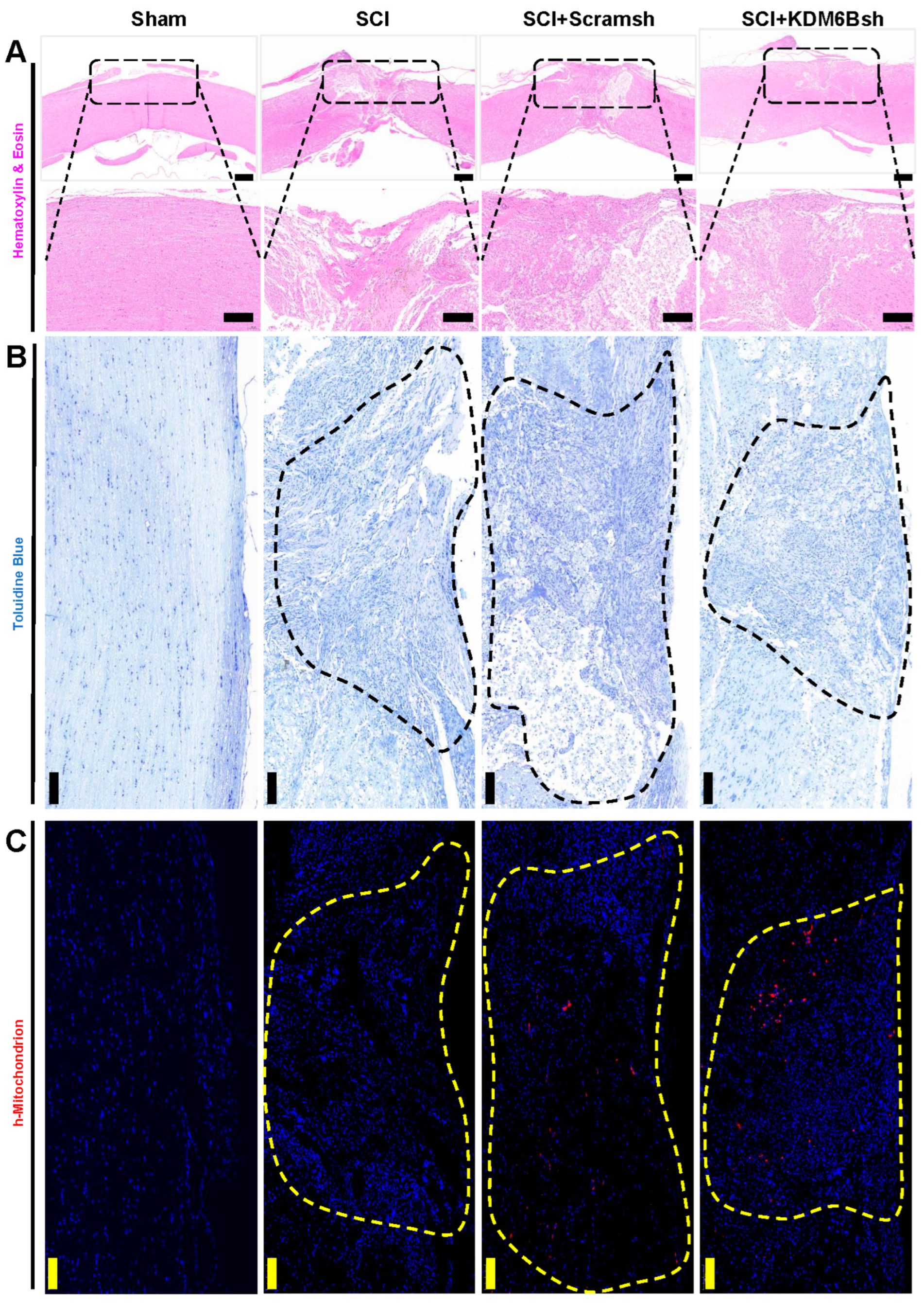 Ijms 24 10608 g004 Ijms 24 10608 g004