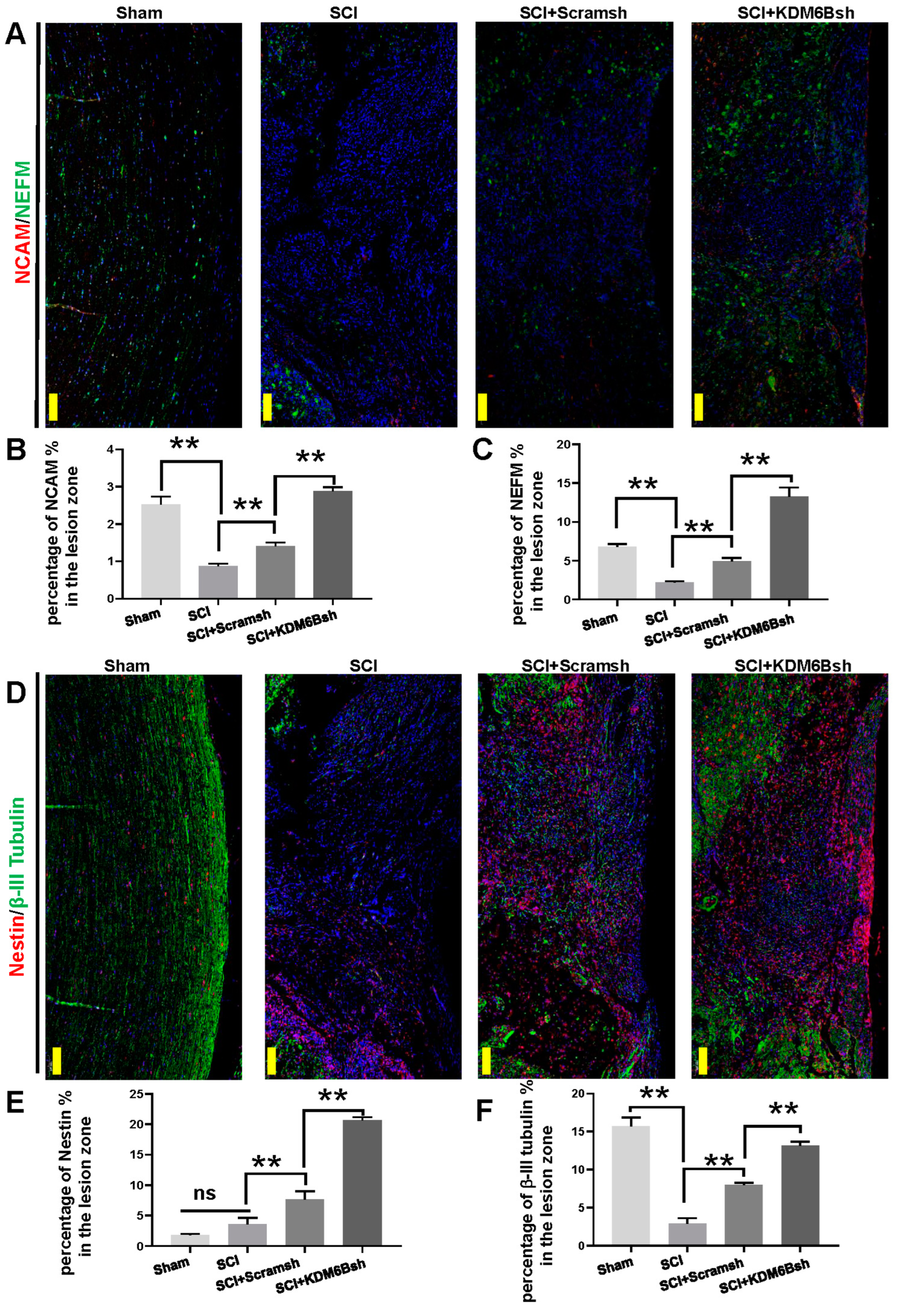 Ijms 24 10608 g005 Ijms 24 10608 g005