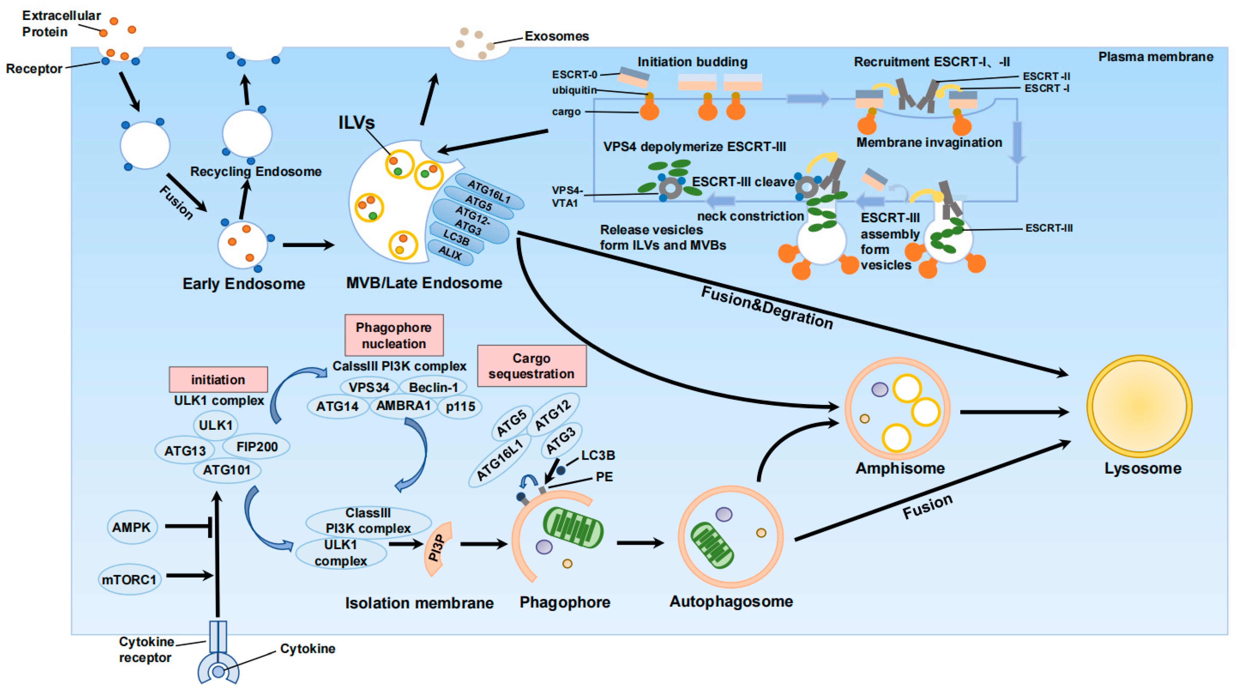 Ijms 24 10618 g001 Ijms 24 10618 g001
