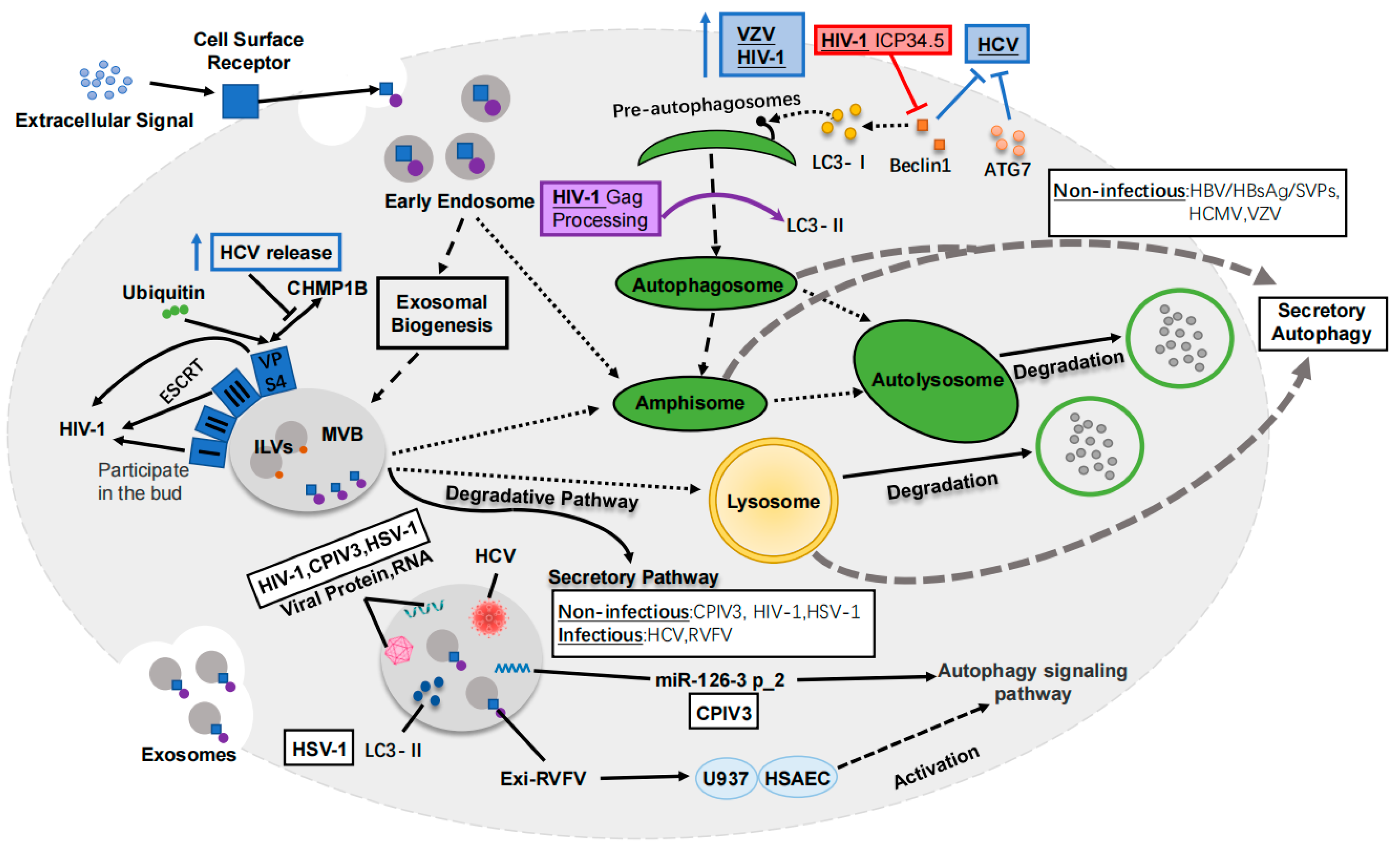 Ijms 24 10618 g002 Ijms 24 10618 g002